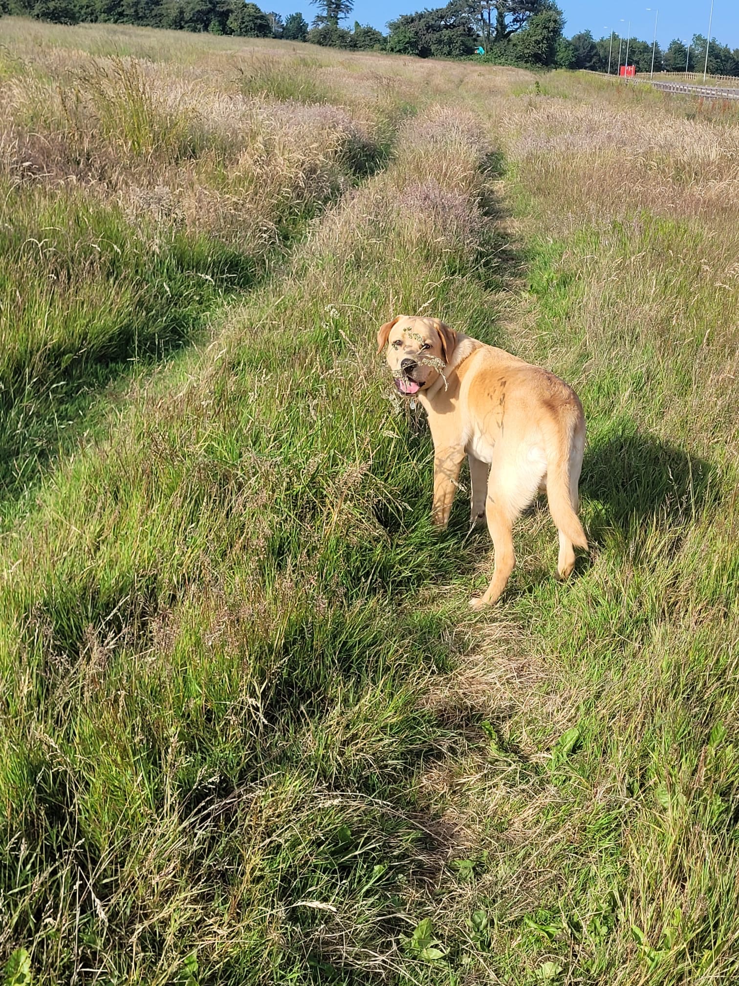 Help Sully after a tragic accident leaving him with 3 legs. campaign photo, 5 of 8