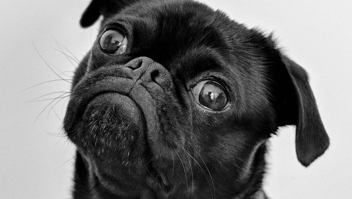 Help Toby the Pug Get Back to His Walks photo
