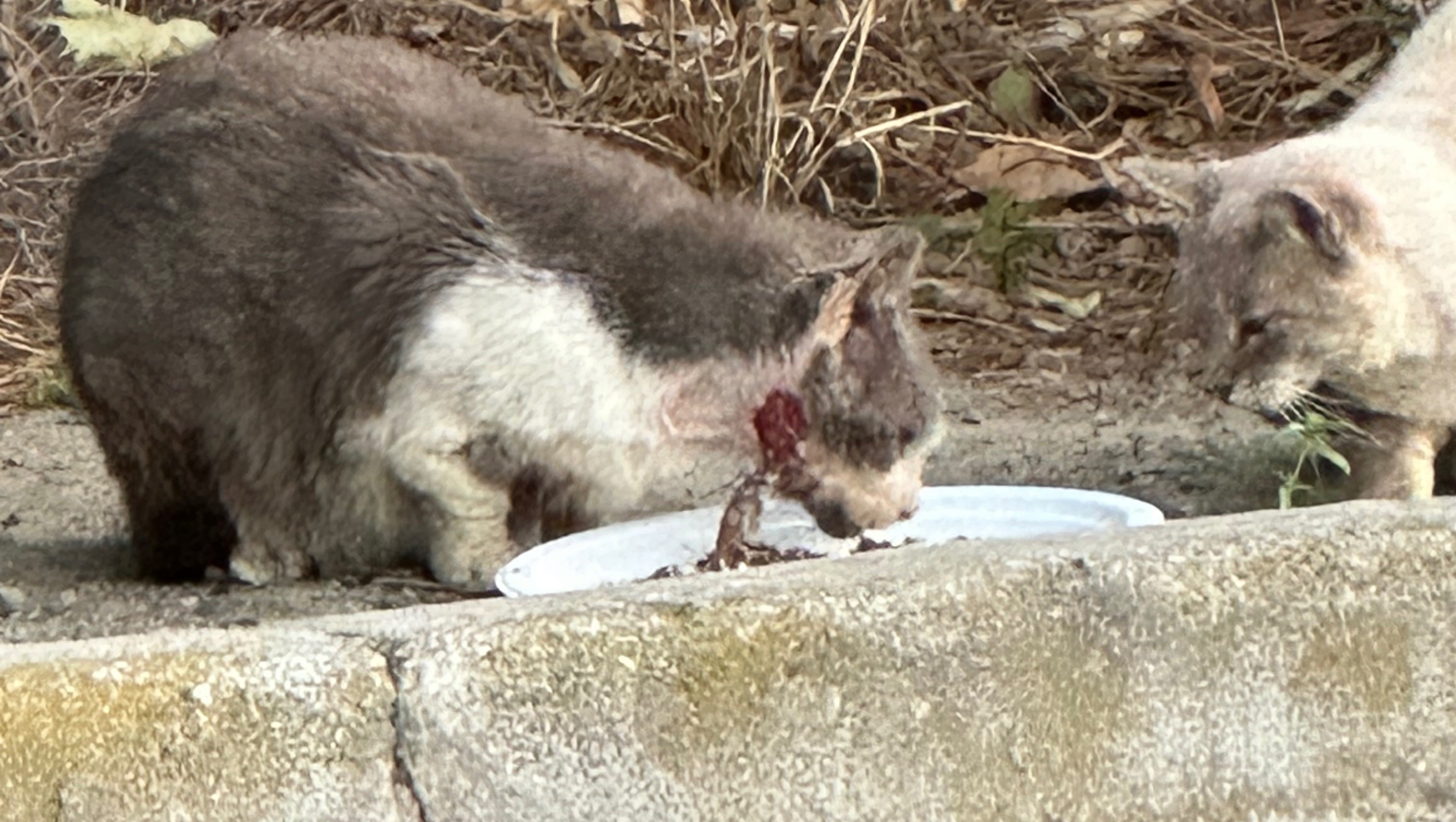 Help Save Two Injured Community Cats photo