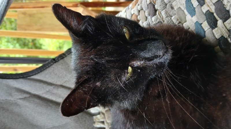 Help Ennis the Stray Cat Get Medical Care photo