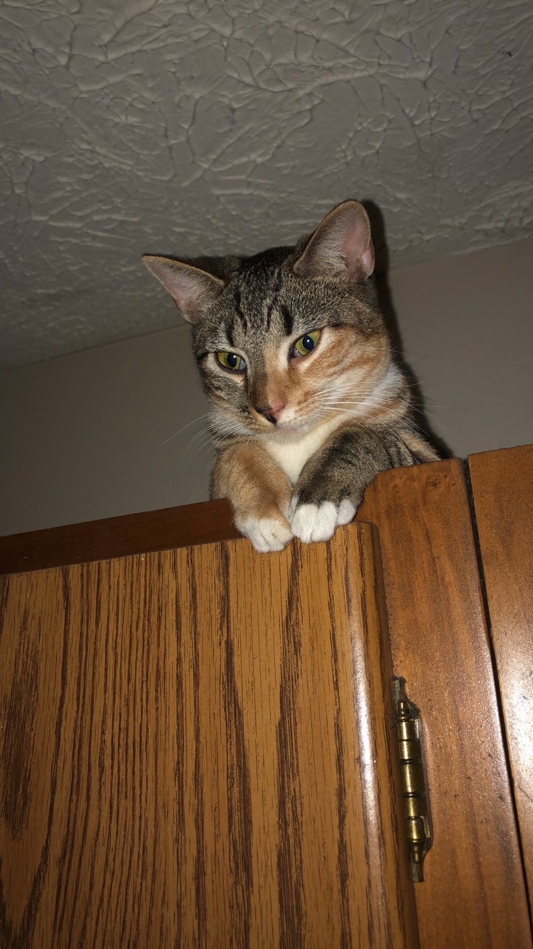 Help Nikki Bring Zoe’s Ashes Home campaign photo, 2 of 8