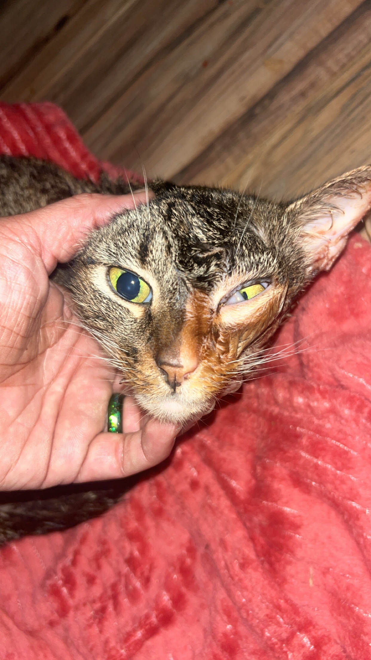 Help Nikki Bring Zoe’s Ashes Home campaign photo, 4 of 8