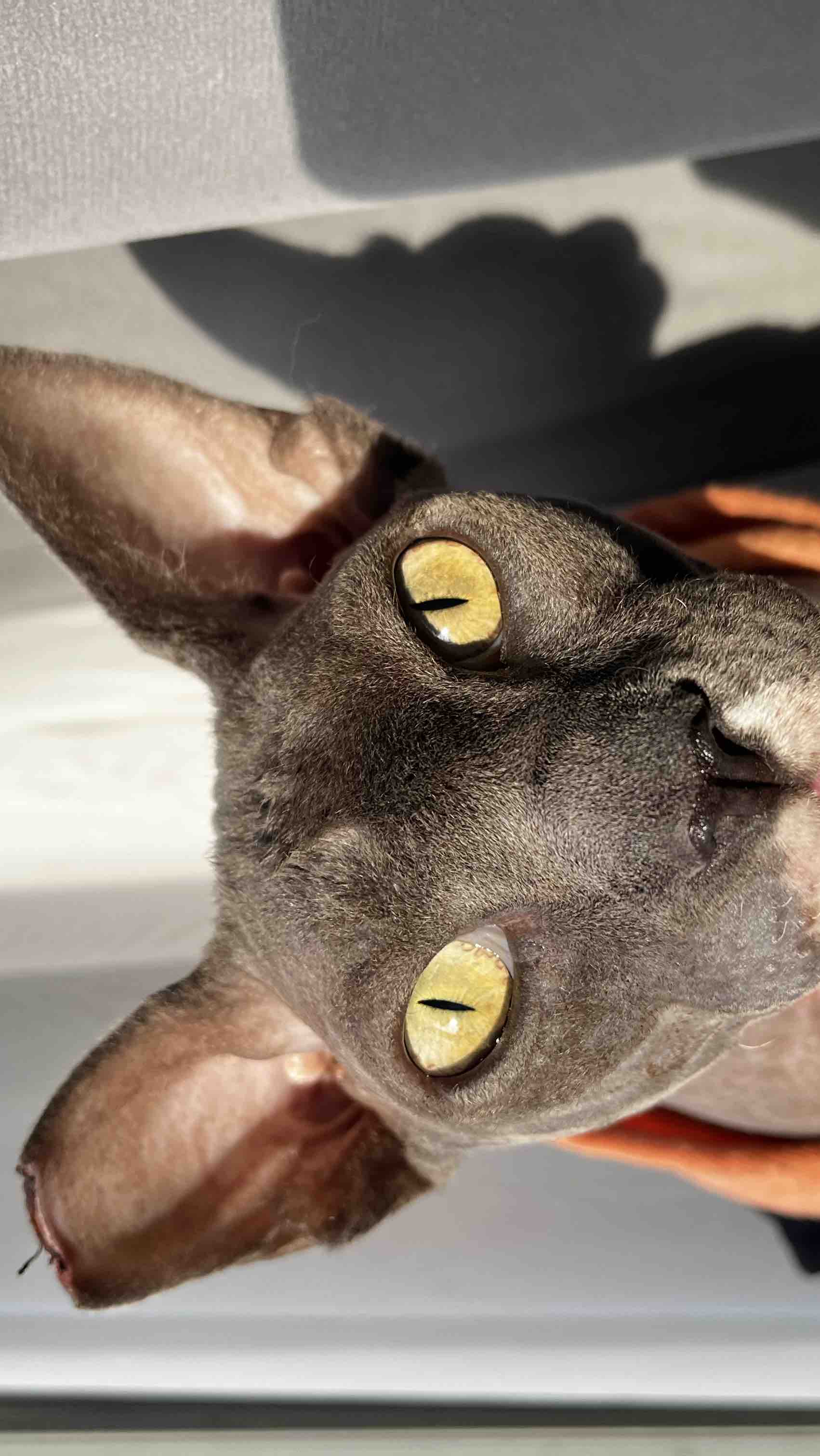 Help Grimm Fight Cancer photo