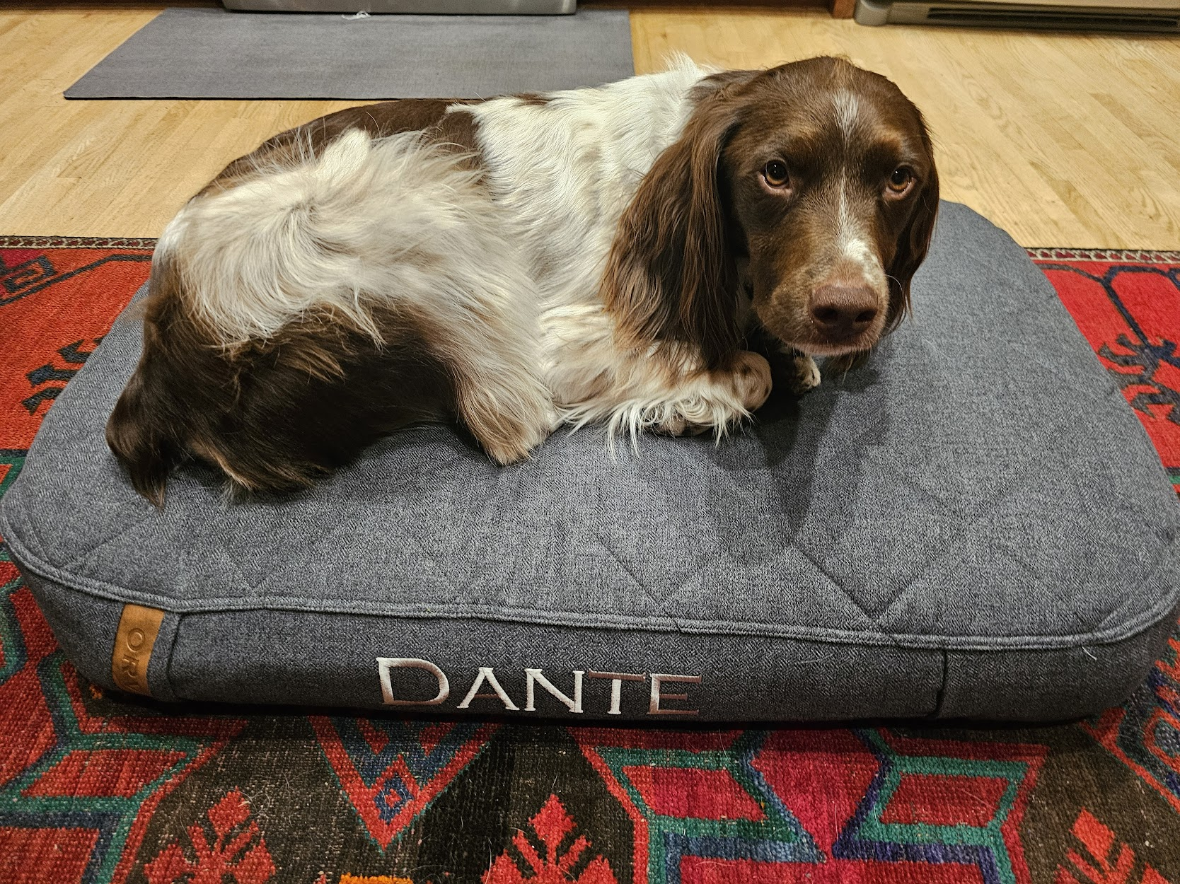 Save Dante: Surgery for Our Beloved Dog campaign photo, 6 of 8