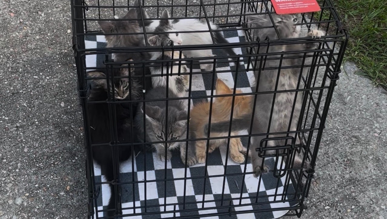 Help Rescue Kittens Get Medical Care photo