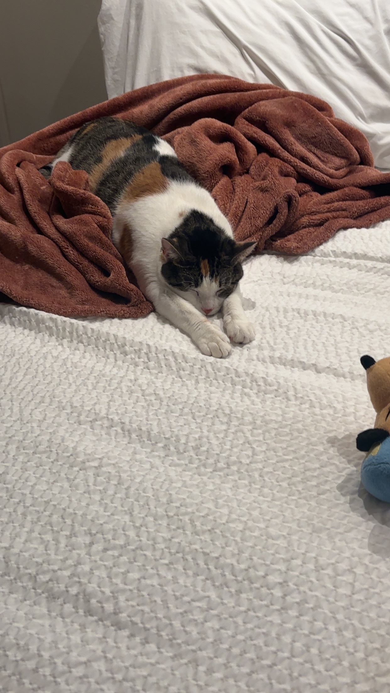 Help Kimpton Get Life-Saving Surgery campaign photo, 2 of 6