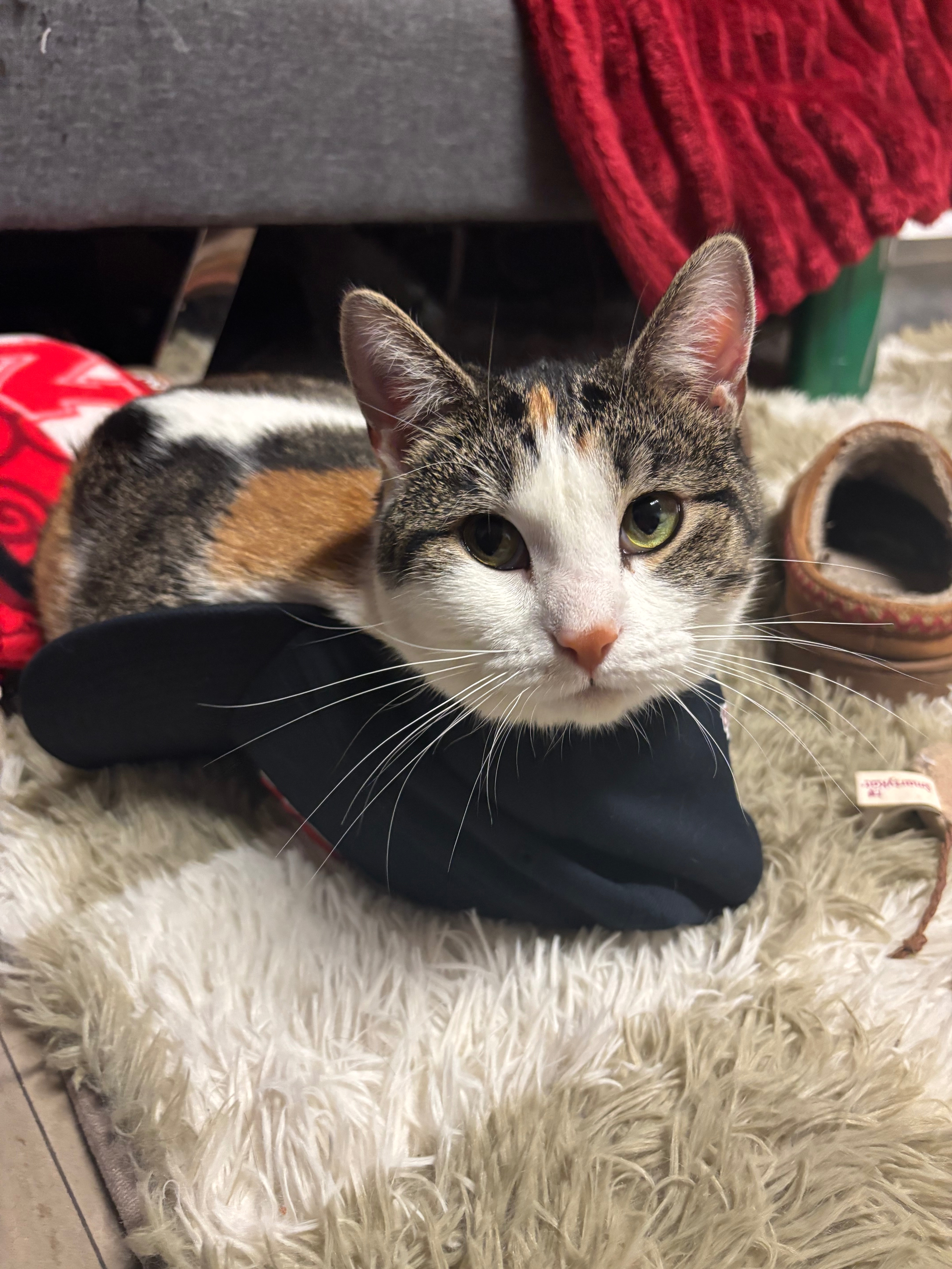 Help Kimpton Get Life-Saving Surgery campaign photo, 4 of 6