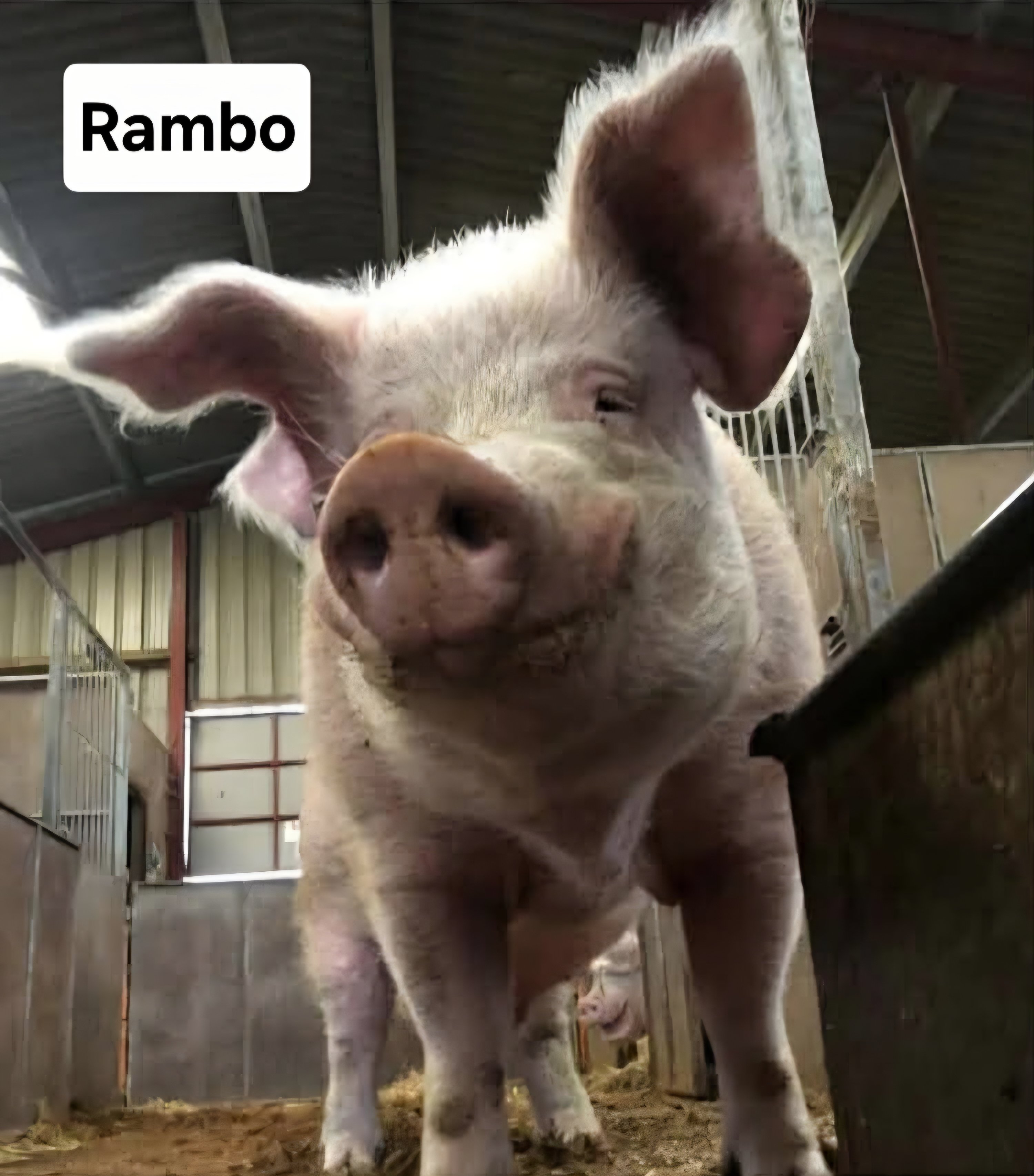 Boar Barn Appeal campaign photo, 2 of 7
