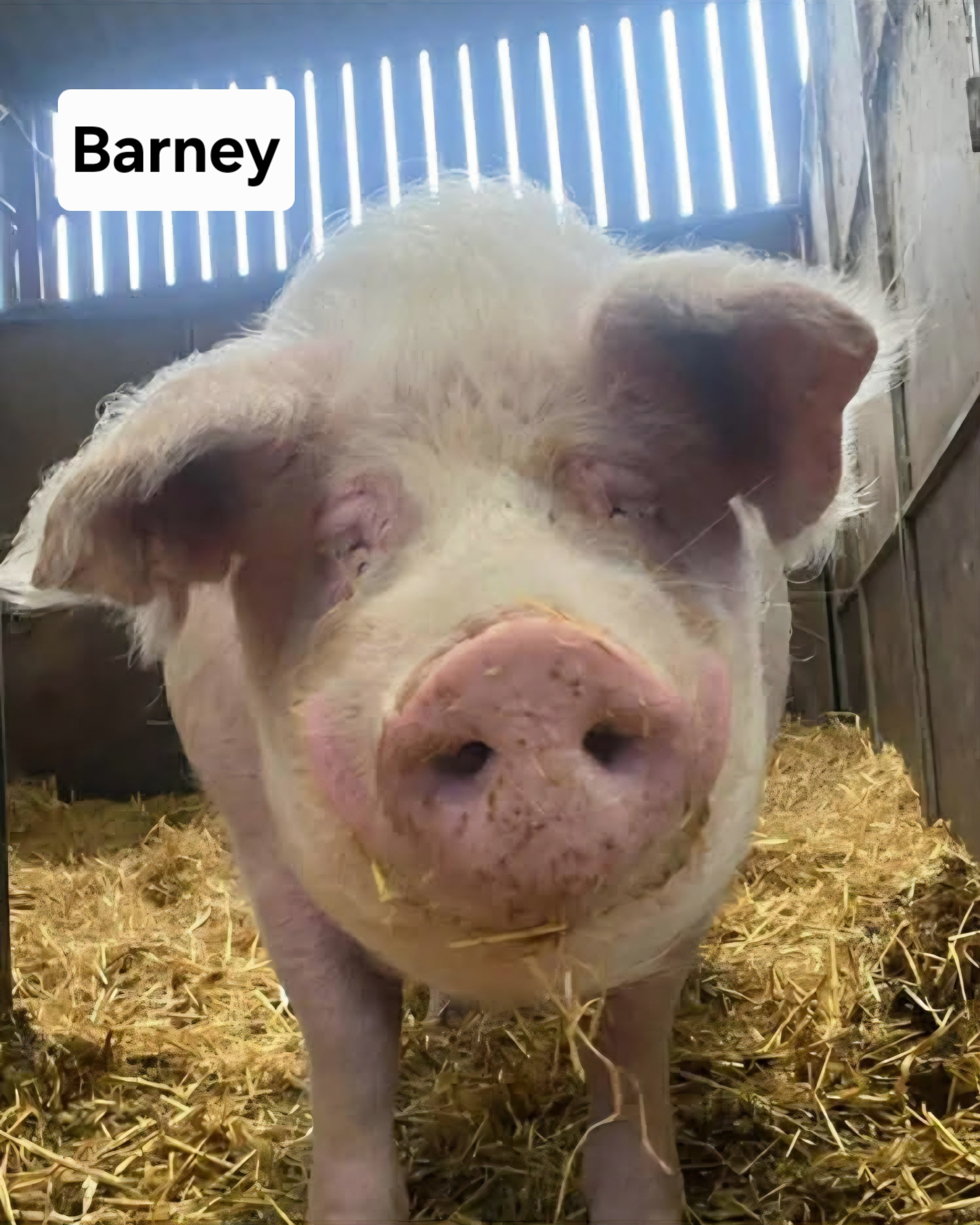 Boar Barn Appeal campaign photo, 4 of 7