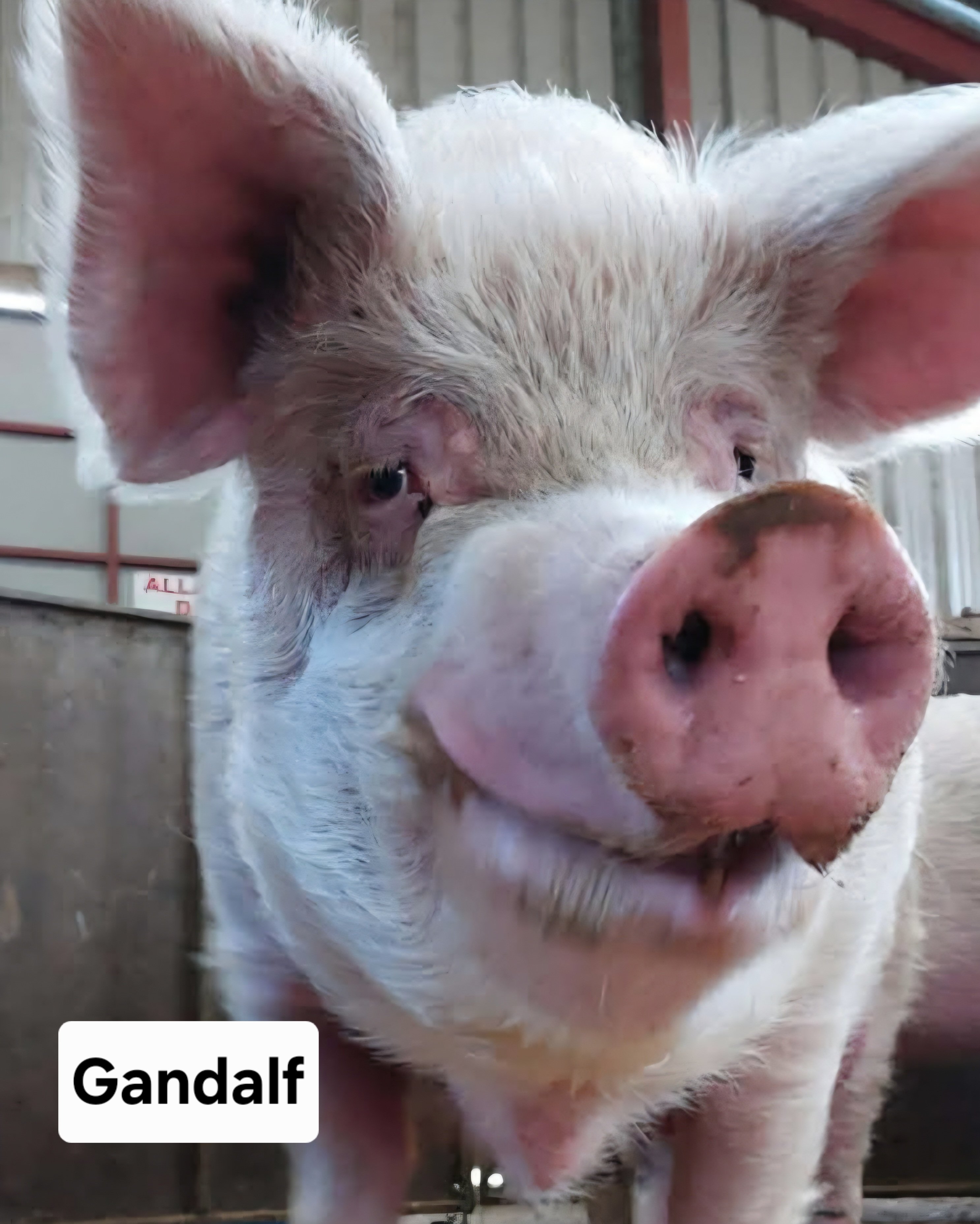 Boar Barn Appeal campaign photo, 6 of 7