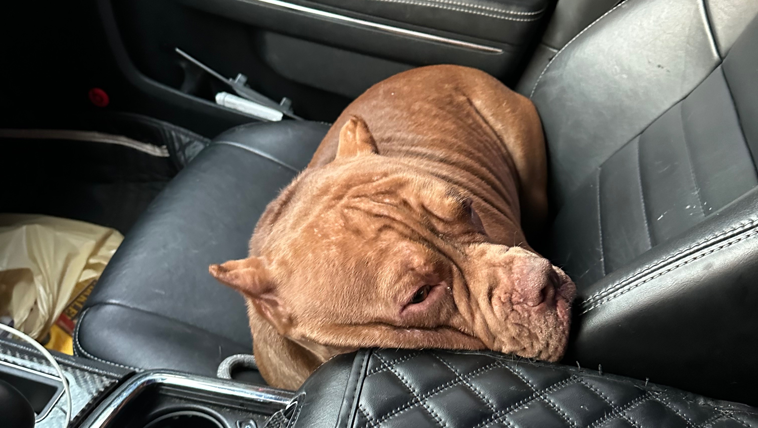 Help Bear Get Lifesaving Surgery photo