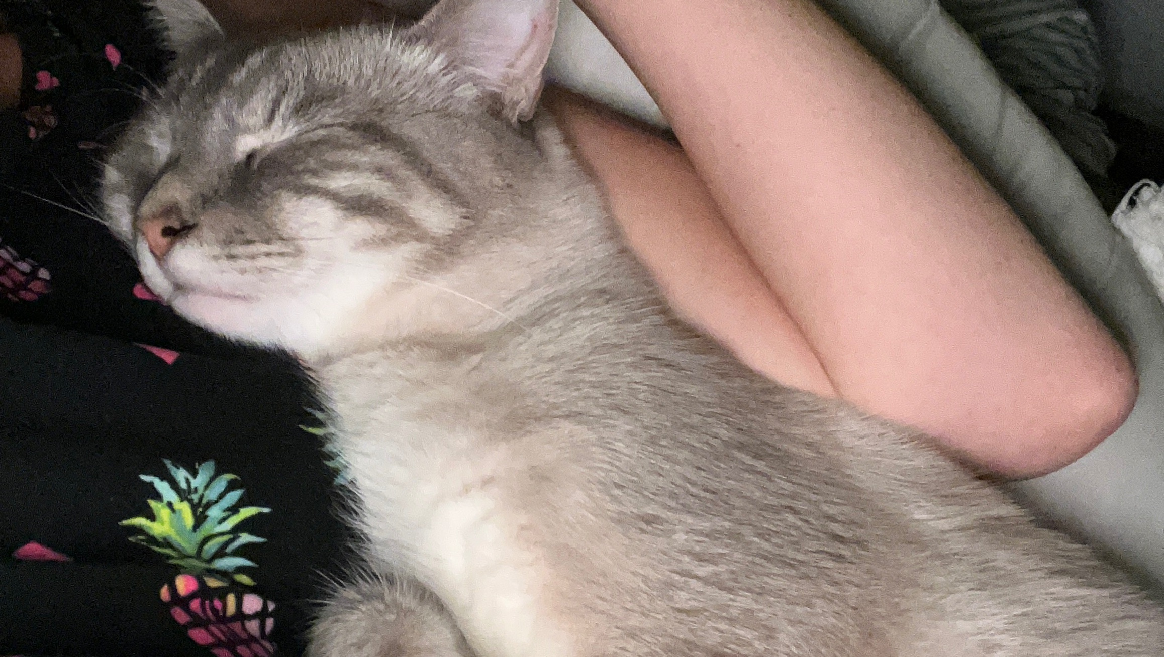 Help Maverick Get Vet Care photo