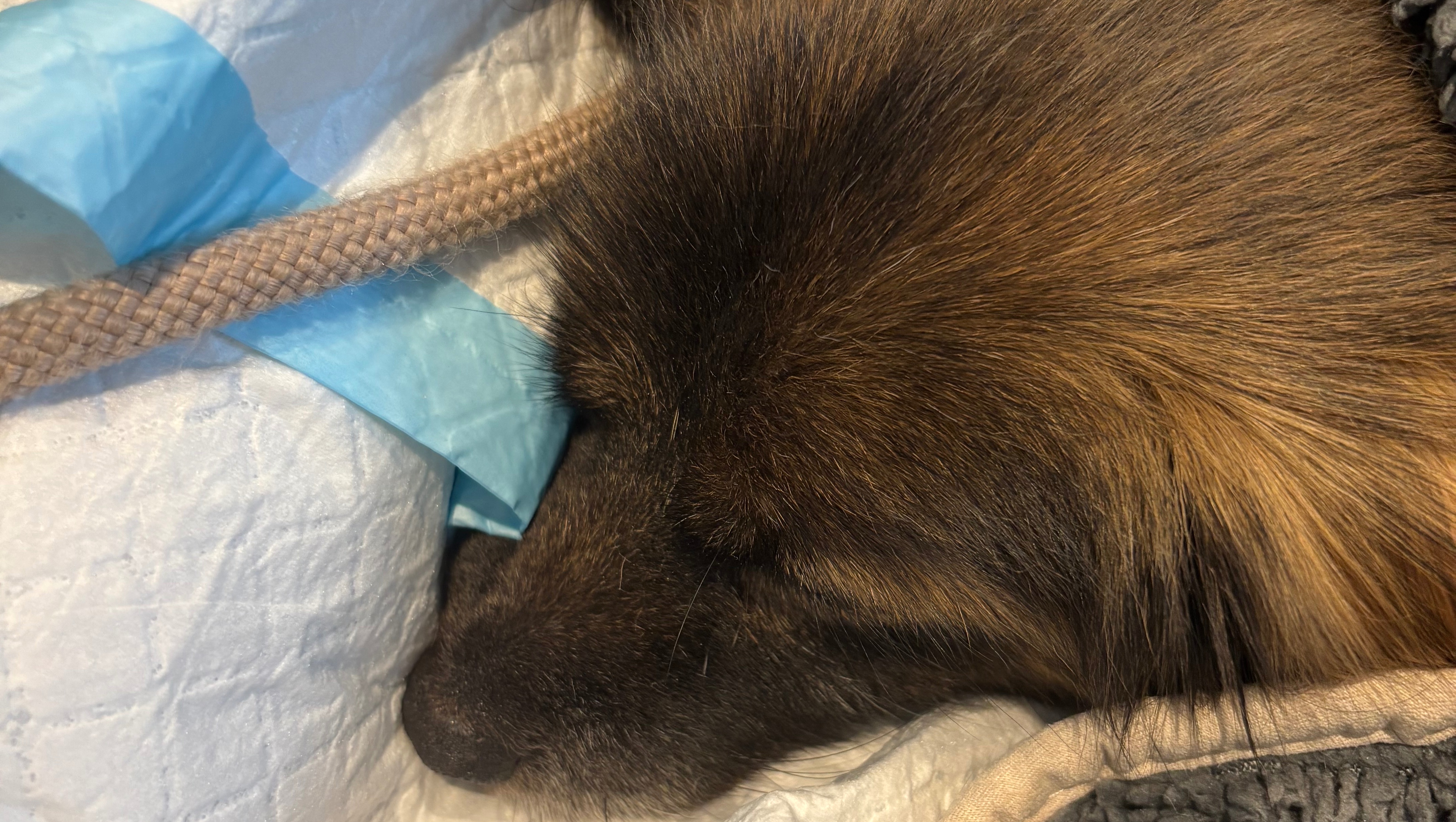 Gleichzeitiger Kampf um 3 unserer Familienhunde,2x verloren photo