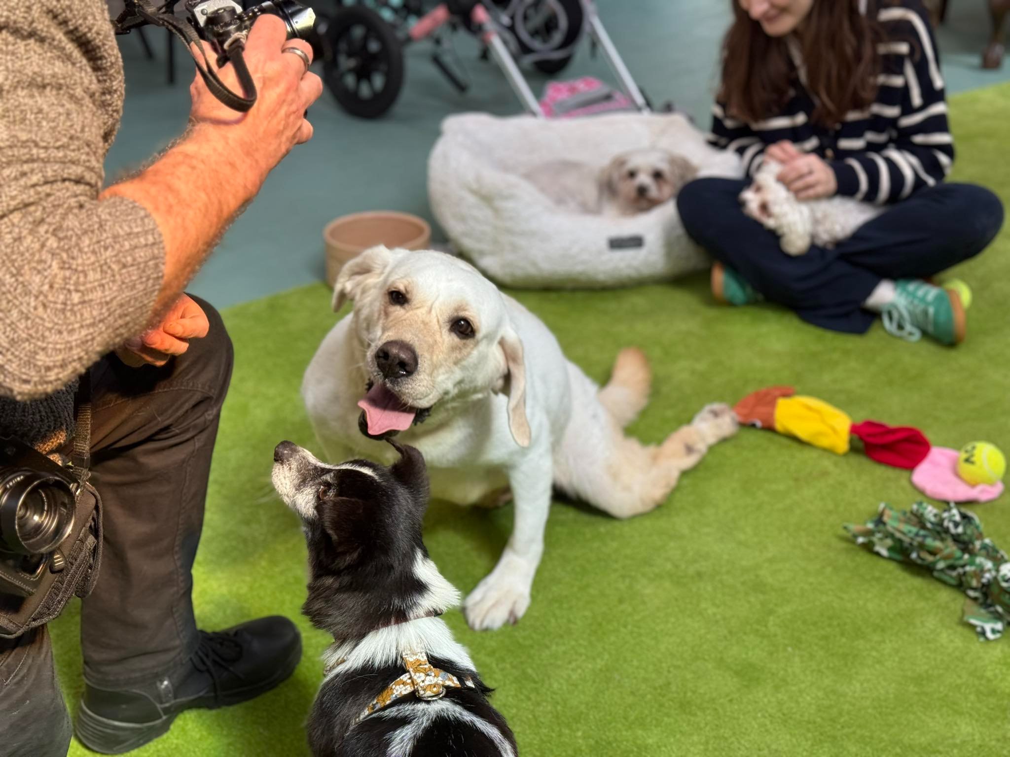Urgent Funds for Vet Bills - Broken Biscuits Charity campaign photo, 2 of 7