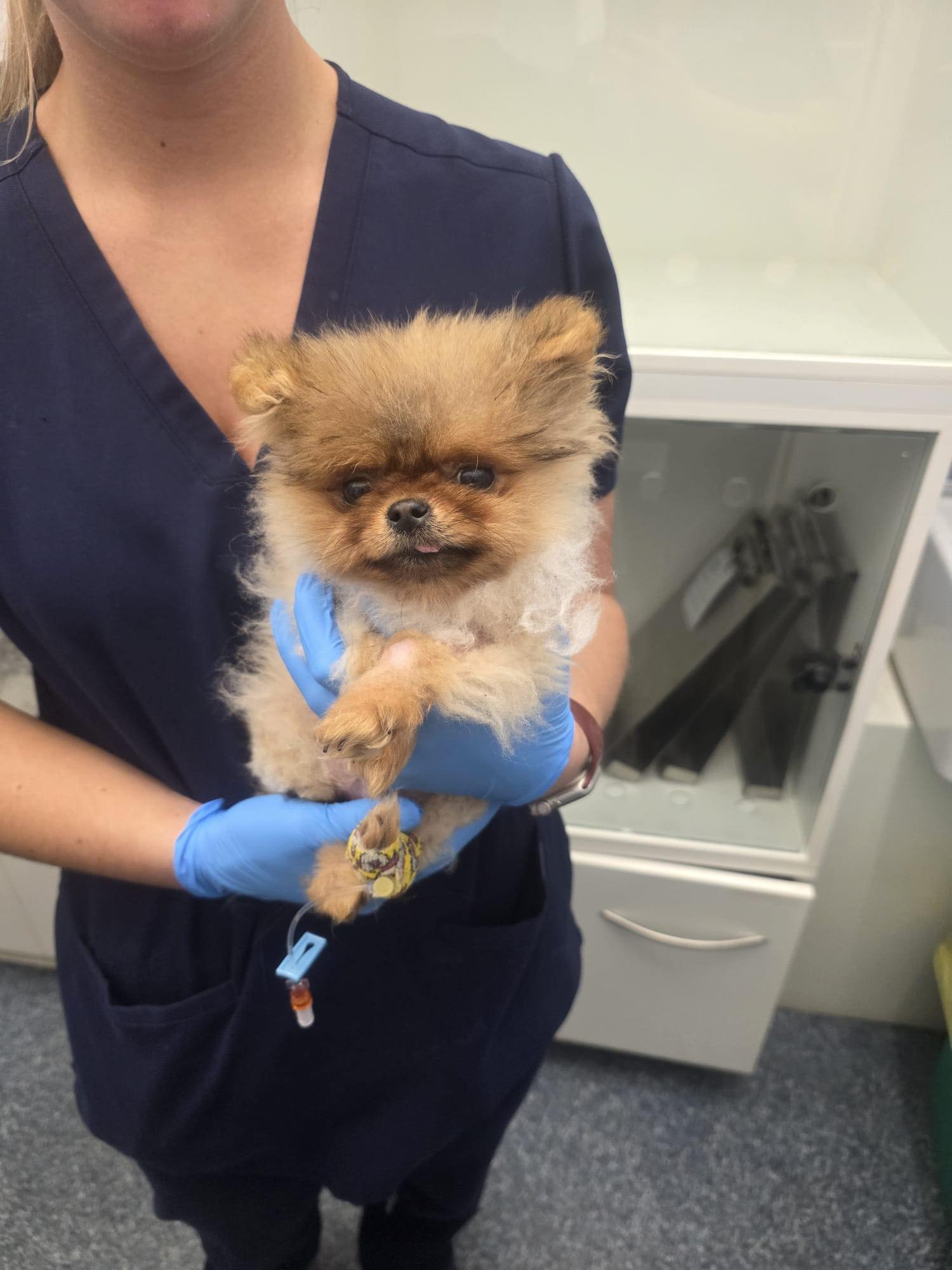 Urgent Funds for Vet Bills - Broken Biscuits Charity campaign photo, 4 of 7