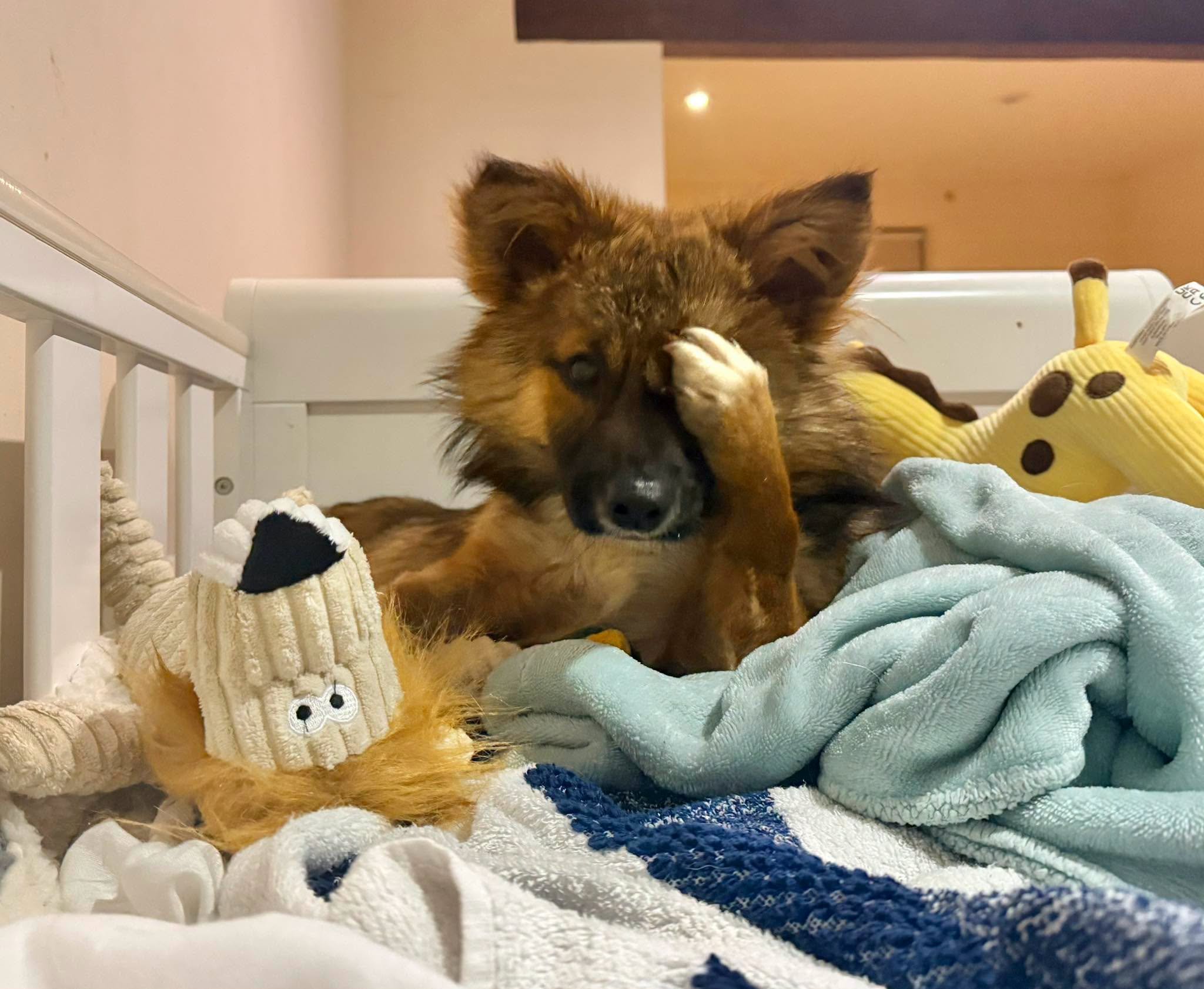 Urgent Funds for Vet Bills - Broken Biscuits Charity campaign photo, 5 of 7