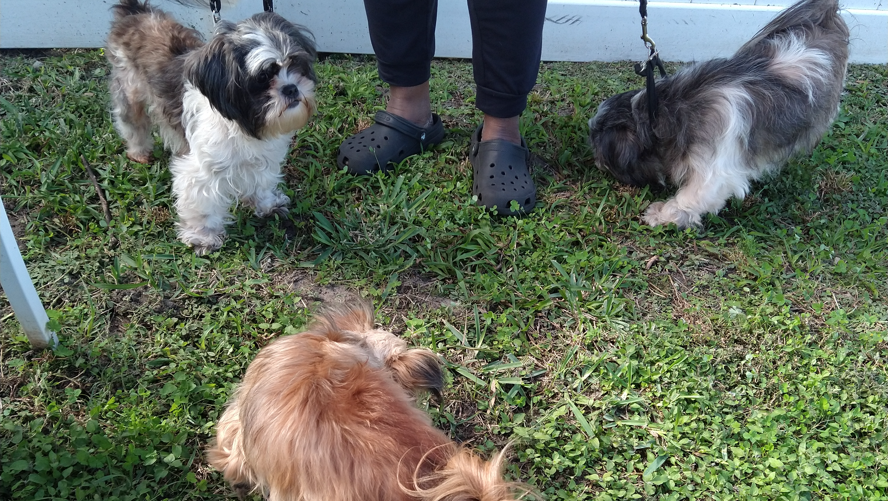 URGENT: Homeless Mother, Son, and Three Dogs Need Help campaign photo, 2 of 6