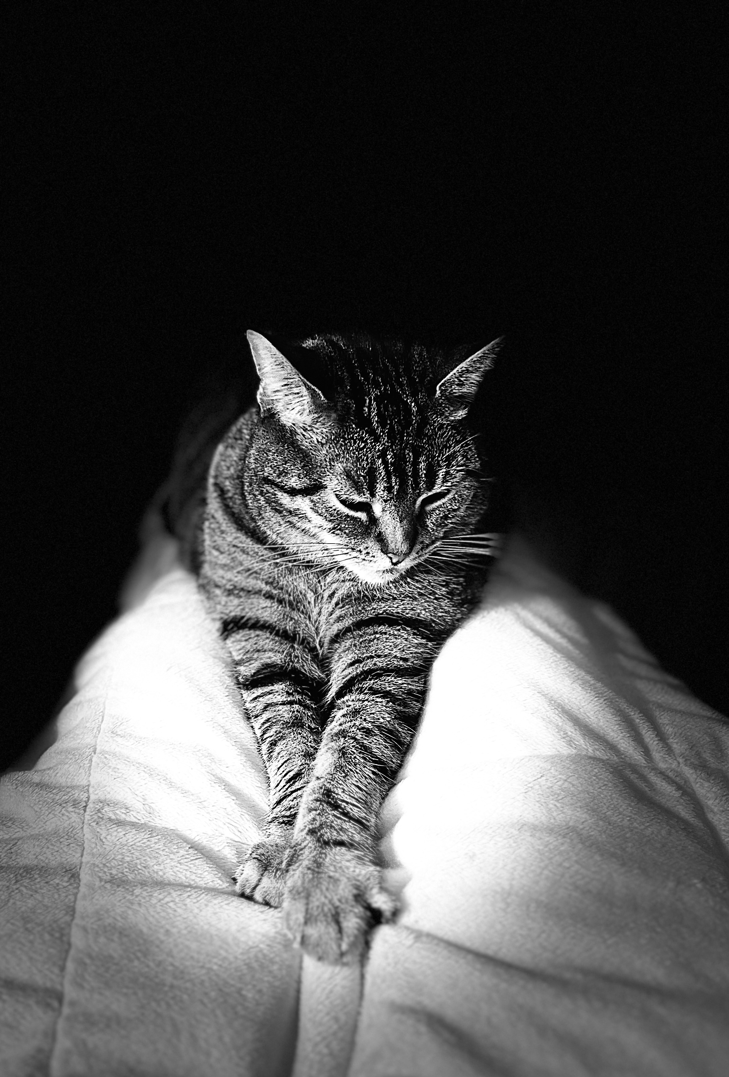 Help Samantha the Cat Fight Diabetes campaign photo, 2 of 8