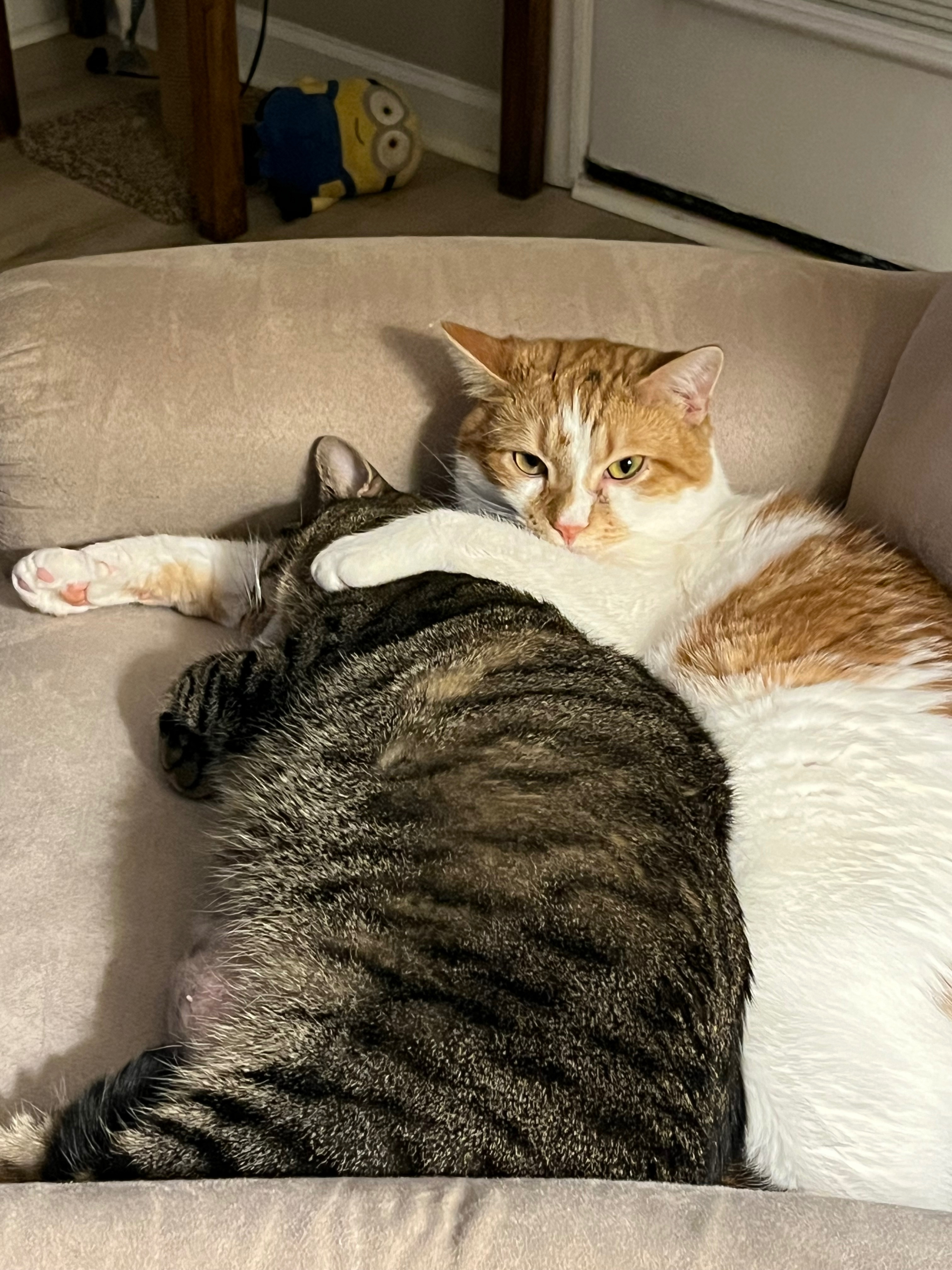Help Samantha the Cat Fight Diabetes campaign photo, 5 of 8