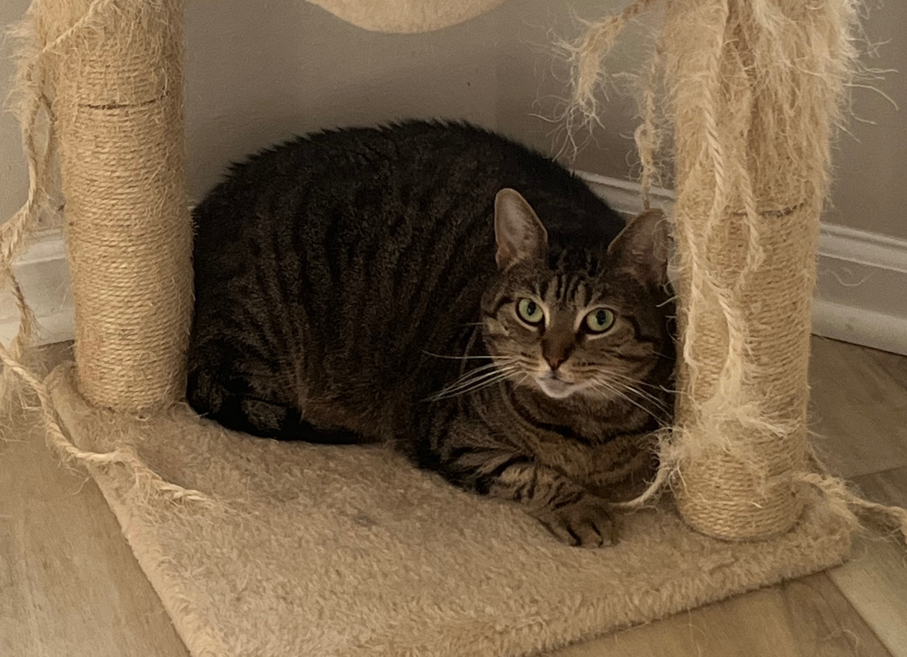 Help Samantha the Cat Fight Diabetes campaign photo, 6 of 8