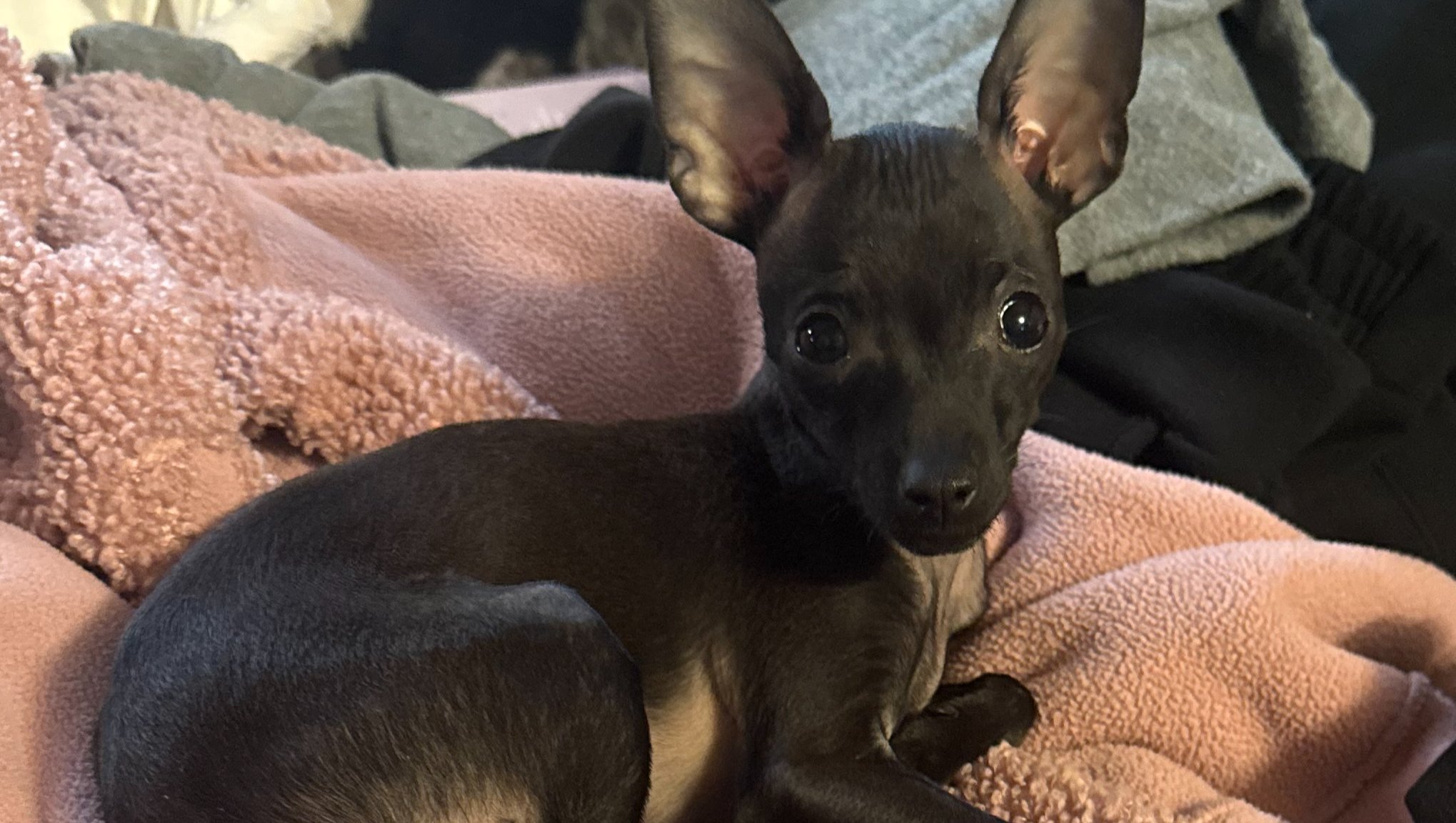 Help Sassefras Get Surgery photo
