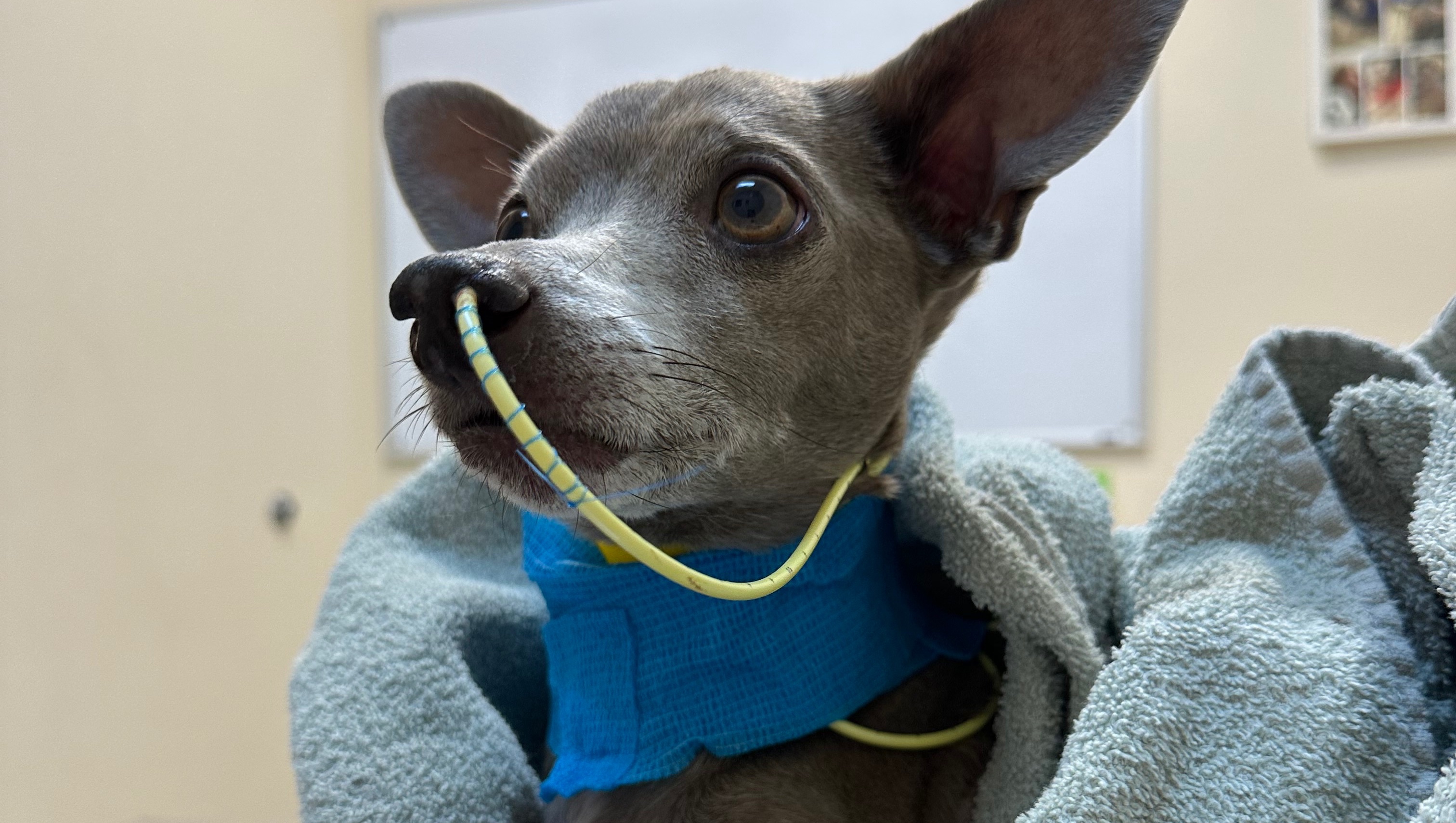 Fundraiser by Elizabeth Schmidt : Help Save Blu’s Life