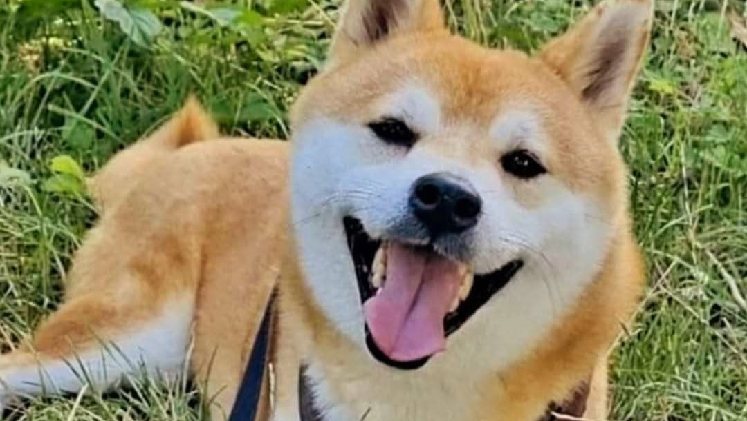 Kleine Pfoten, großer Schmerz: Akira braucht eine Knie-OP   photo