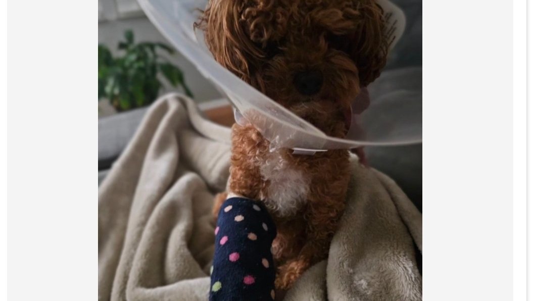 Urgent Leg Fracture Surgery for Dazzle the Cavapoo photo