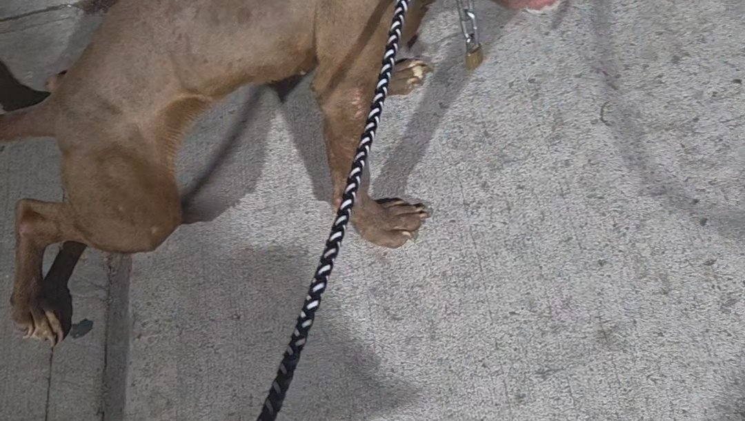 Support Scarlett’s Journey to Recovery photo