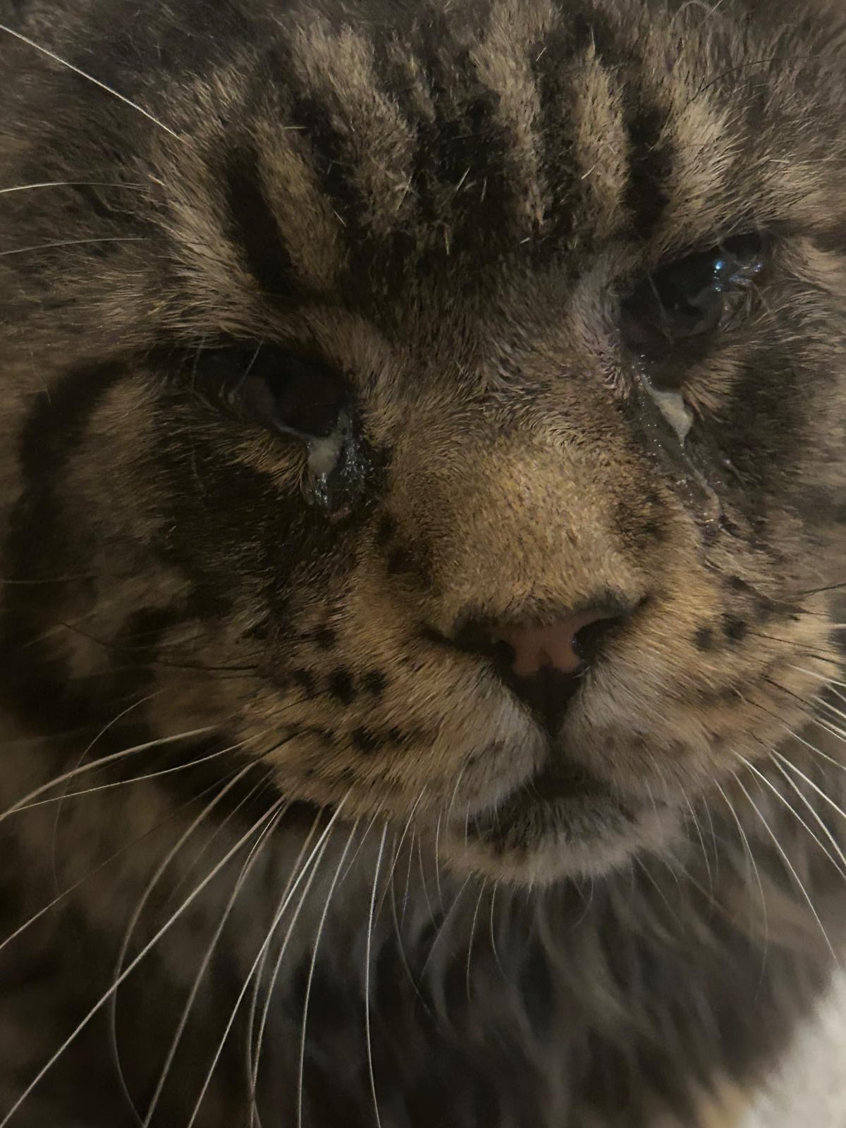 Help onze opvangkat weer pijnvrij kijken campaign photo, 2 of 4