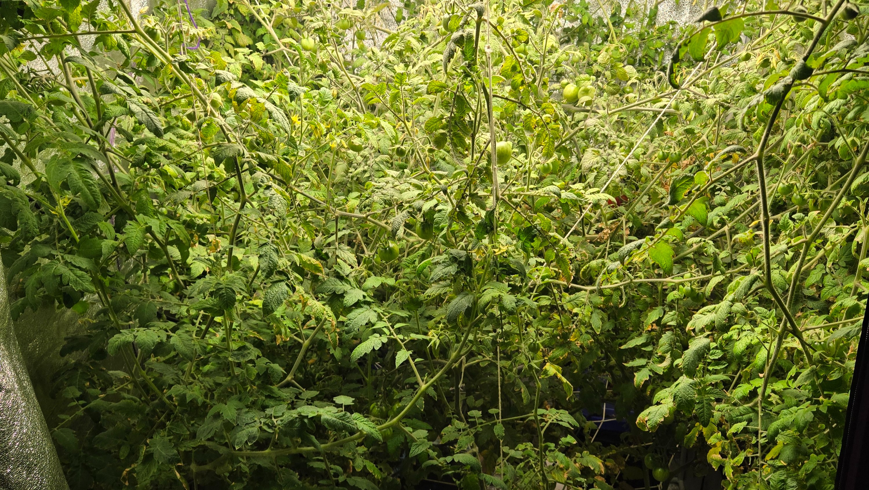 Grow Your Own Food with Hydroponics photo