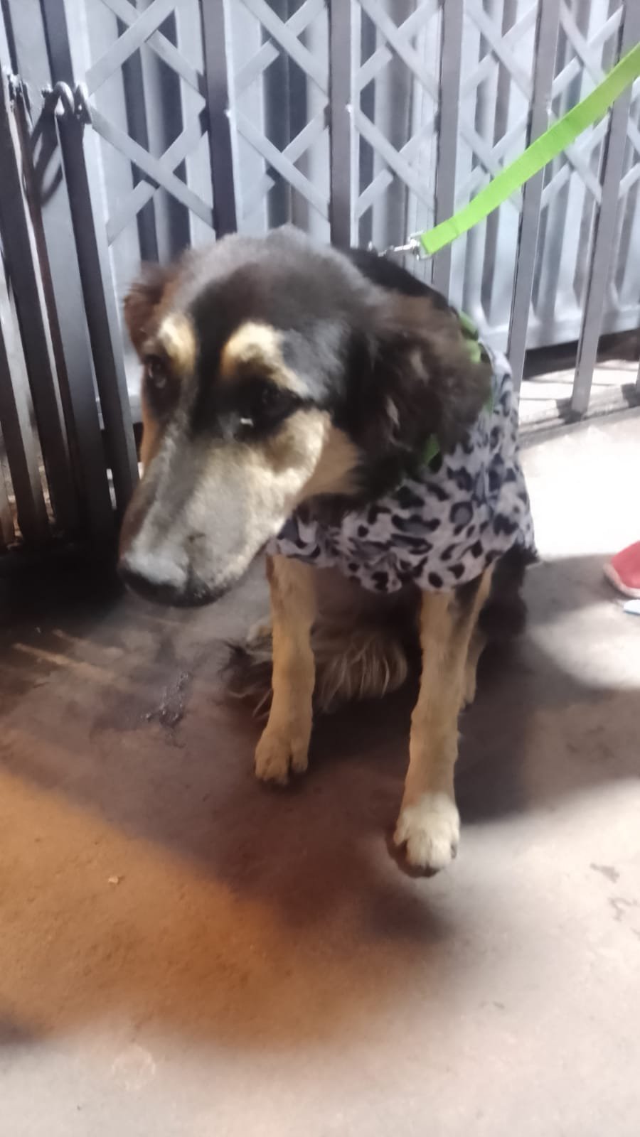 Help Us Bring Mila Home from Peru campaign photo, 2 of 7