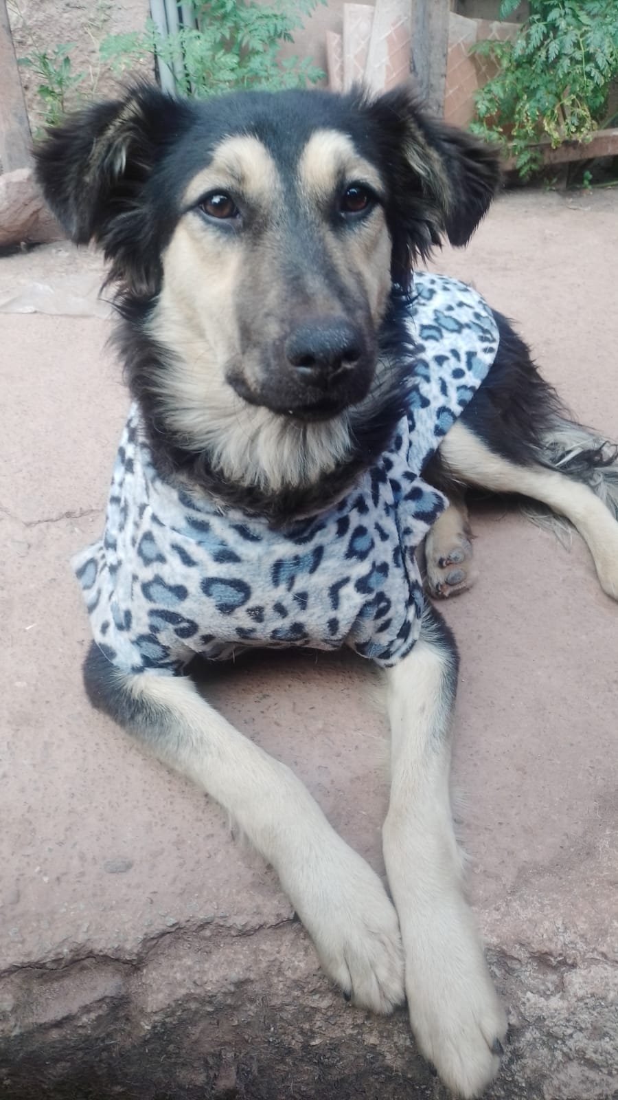Help Us Bring Mila Home from Peru campaign photo, 4 of 7