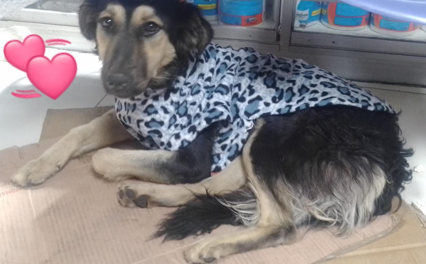 Help Us Bring Mila Home from Peru campaign photo, 6 of 7