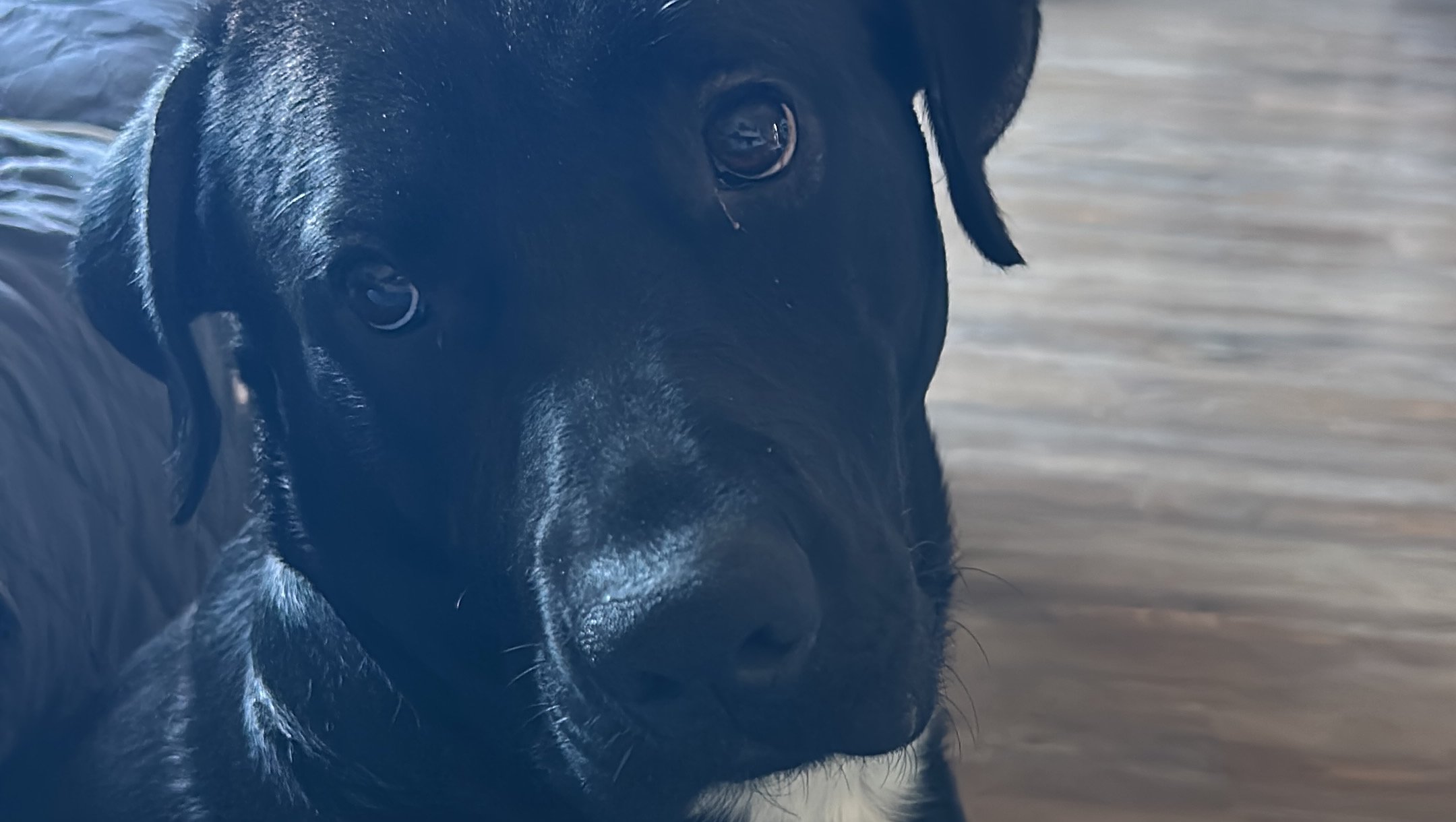 Help Midnight Get the Care He Deserves photo