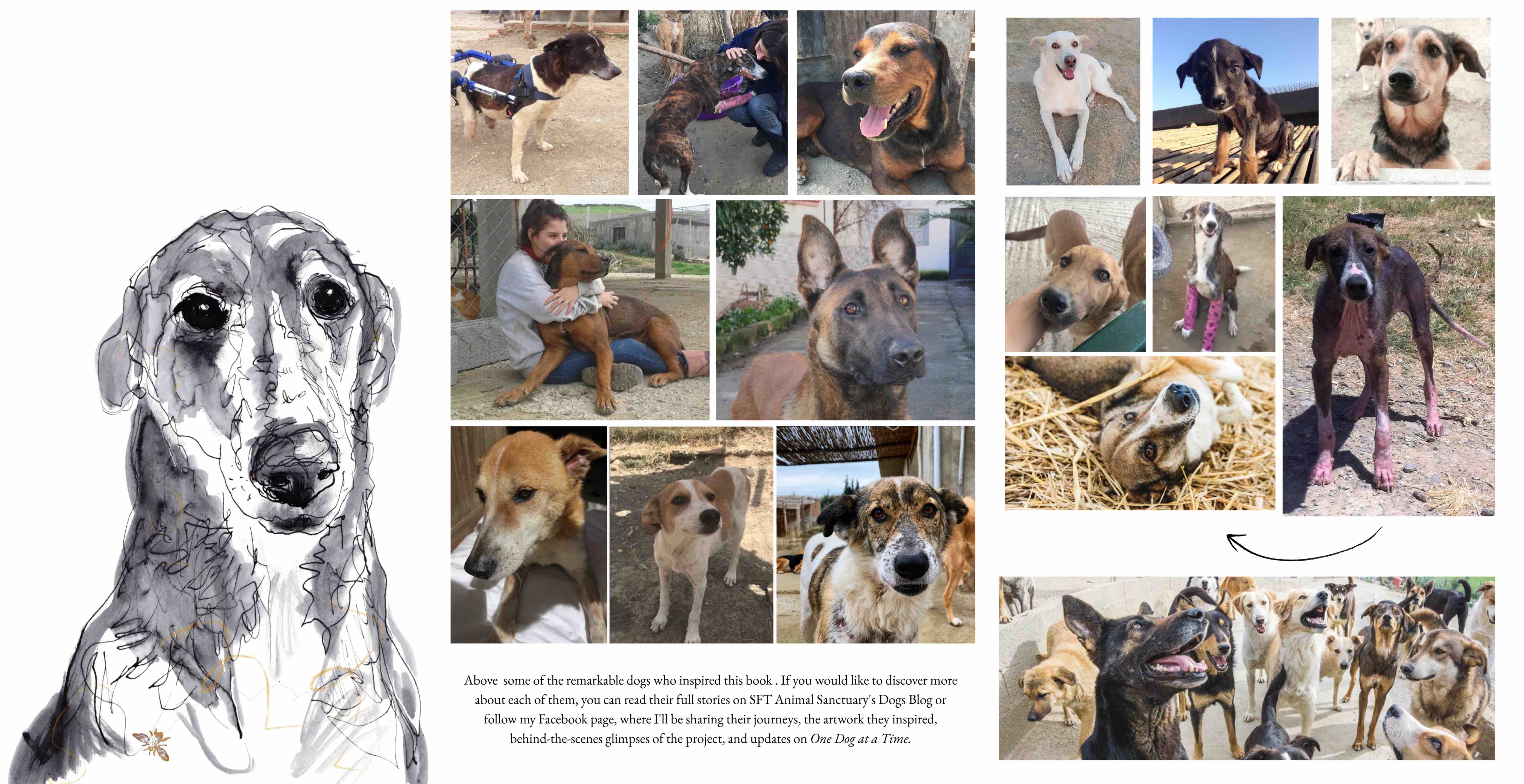 One Dog at a Time campaign photo, 5 of 13