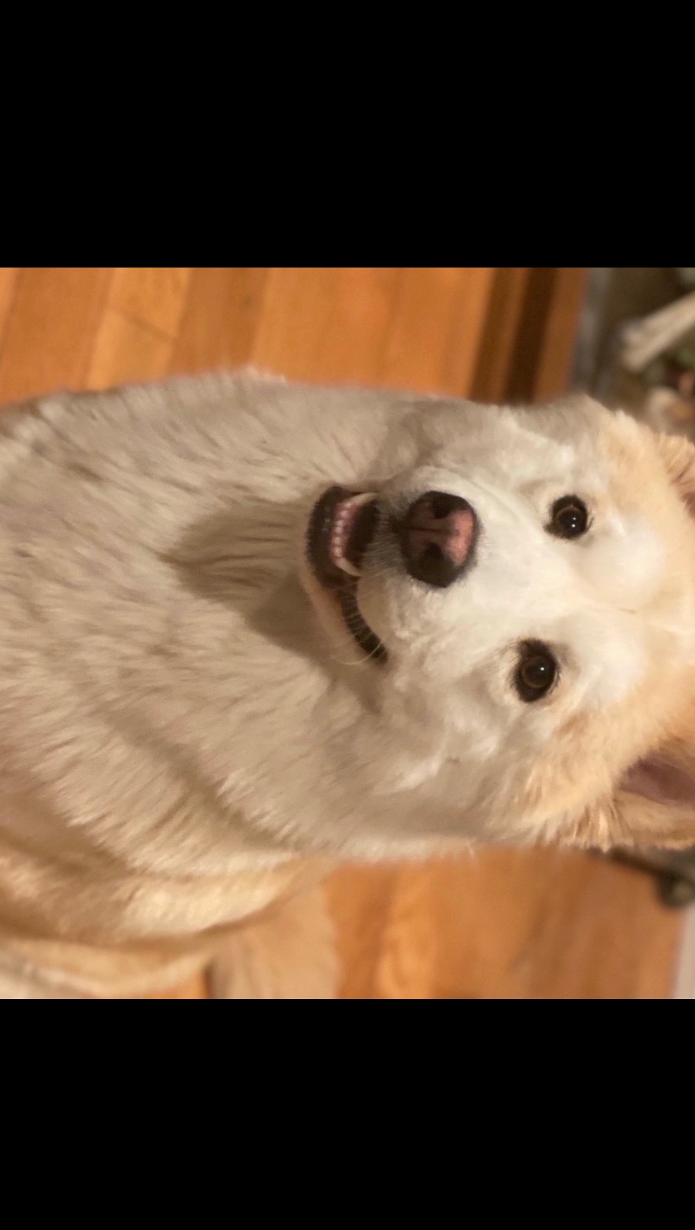 Help Nala Get Life-Saving Surgery photo