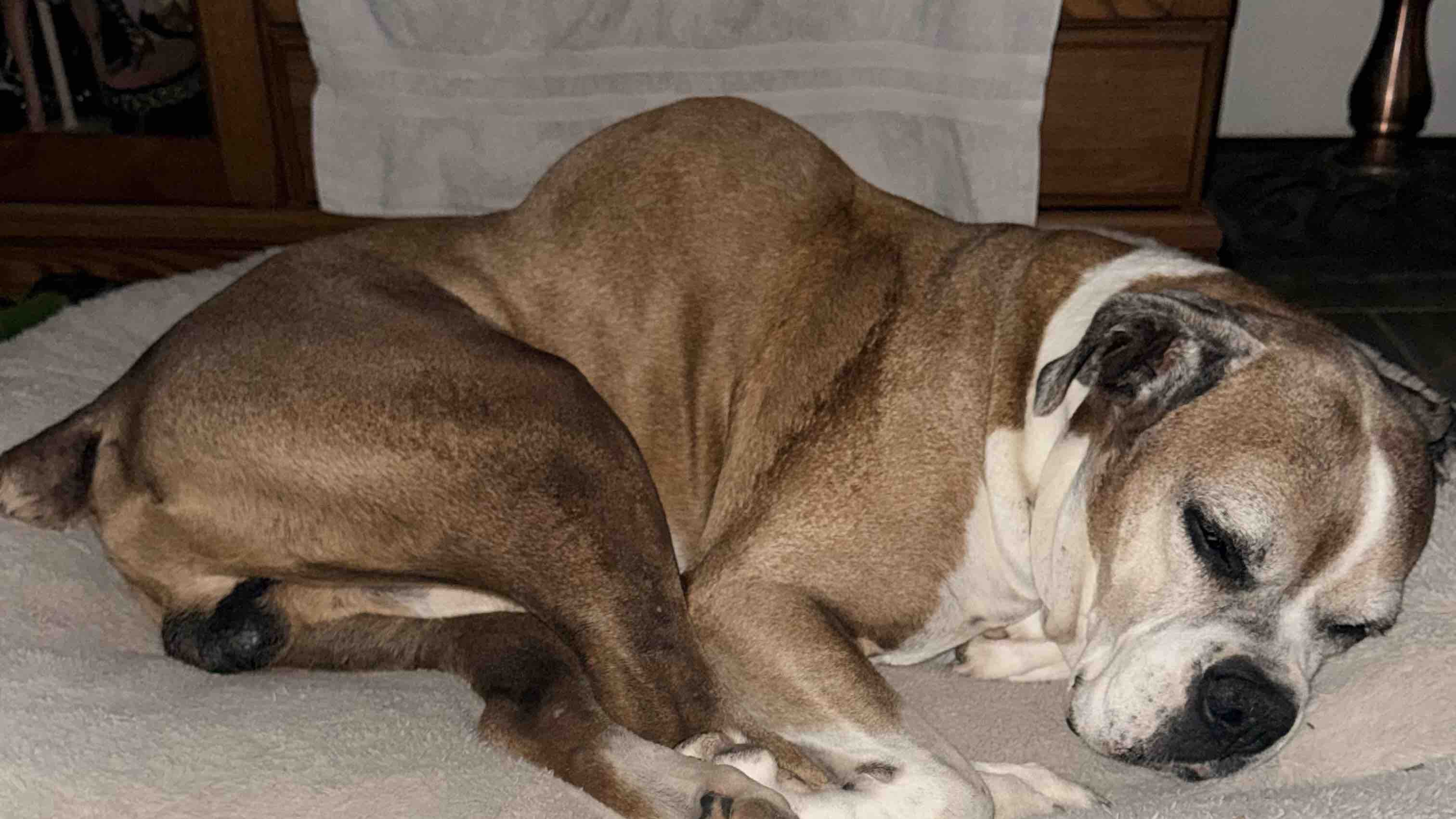 Help Duke Get Life-Saving Treatment photo