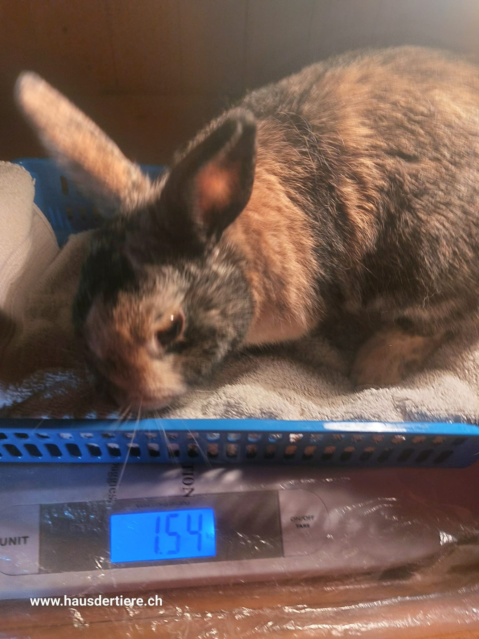 Kampagnen-Foto für Hilfe für zwei unerwartete Notfall-Kaninchen, 6 von 7