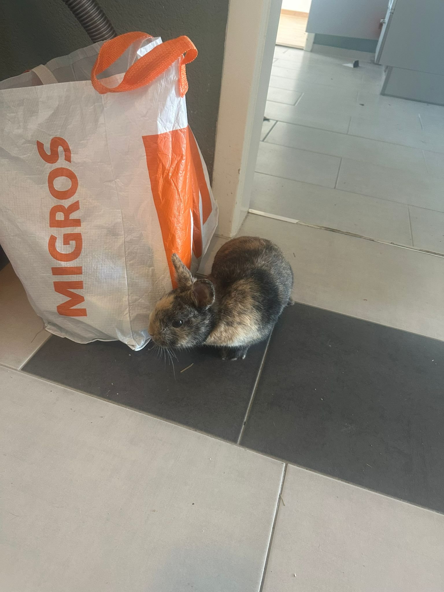 Kampagnen-Foto für Hilfe für zwei unerwartete Notfall-Kaninchen, 2 von 7