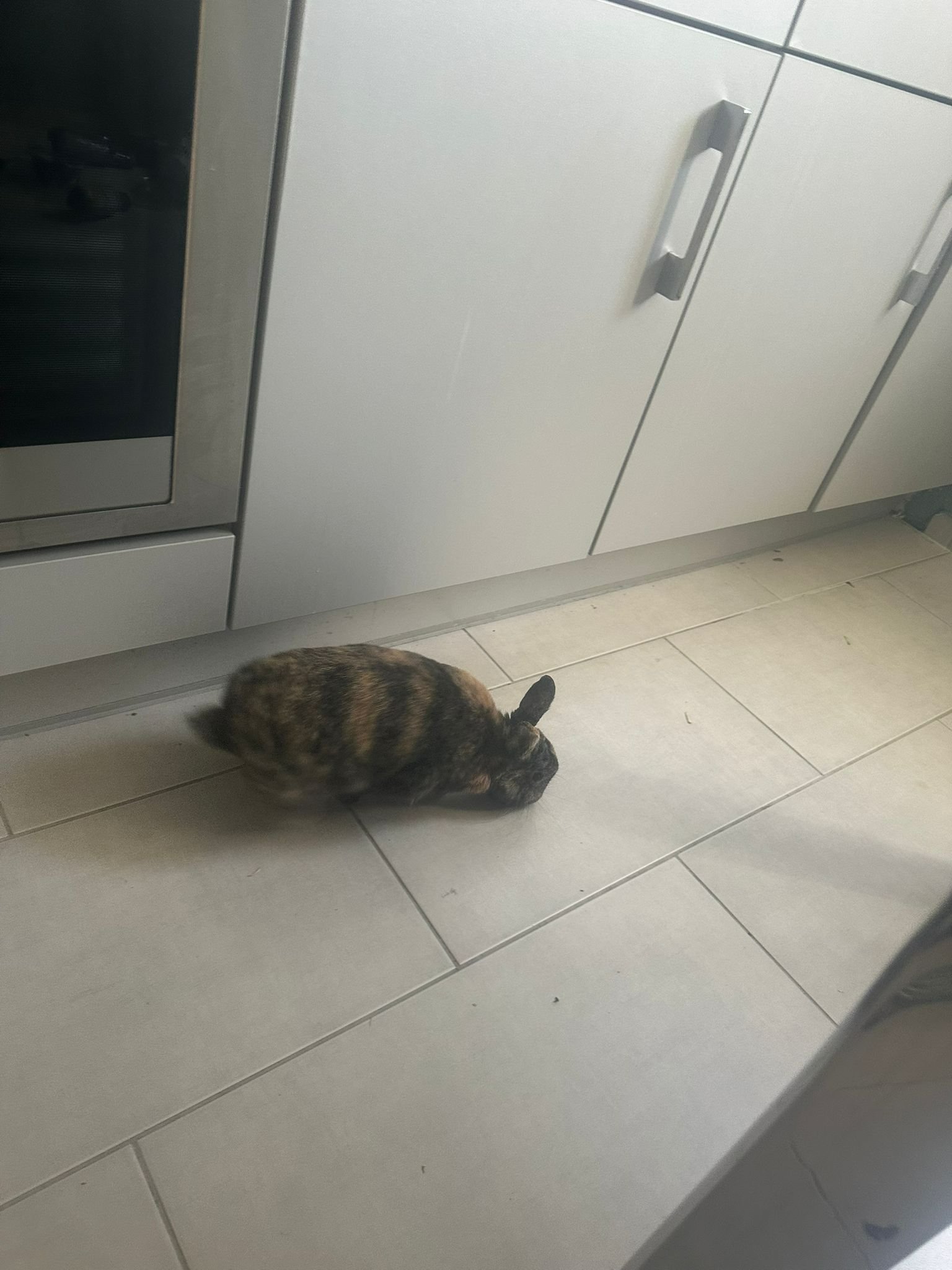 Kampagnen-Foto für Hilfe für zwei unerwartete Notfall-Kaninchen, 4 von 7