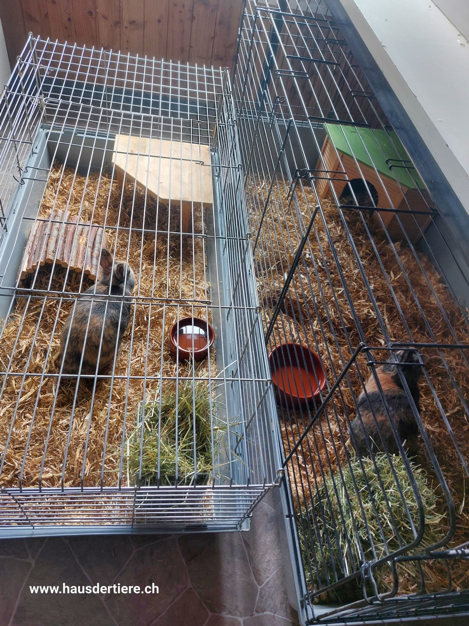 Kampagnen-Foto für Hilfe für zwei unerwartete Notfall-Kaninchen, 5 von 7