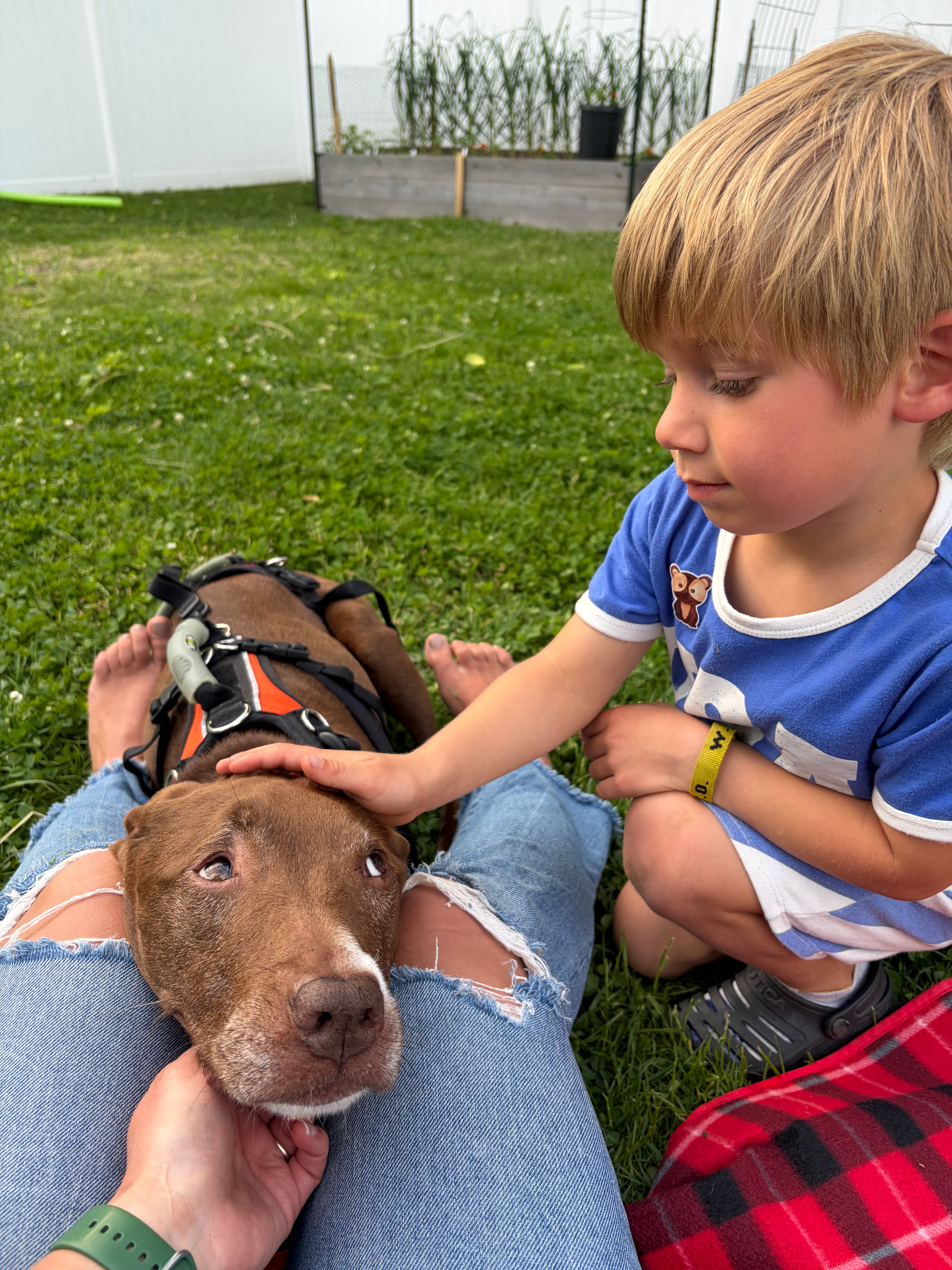 Help Addie Walk Again, Emergency Surgery Needed campaign photo, 5 of 6