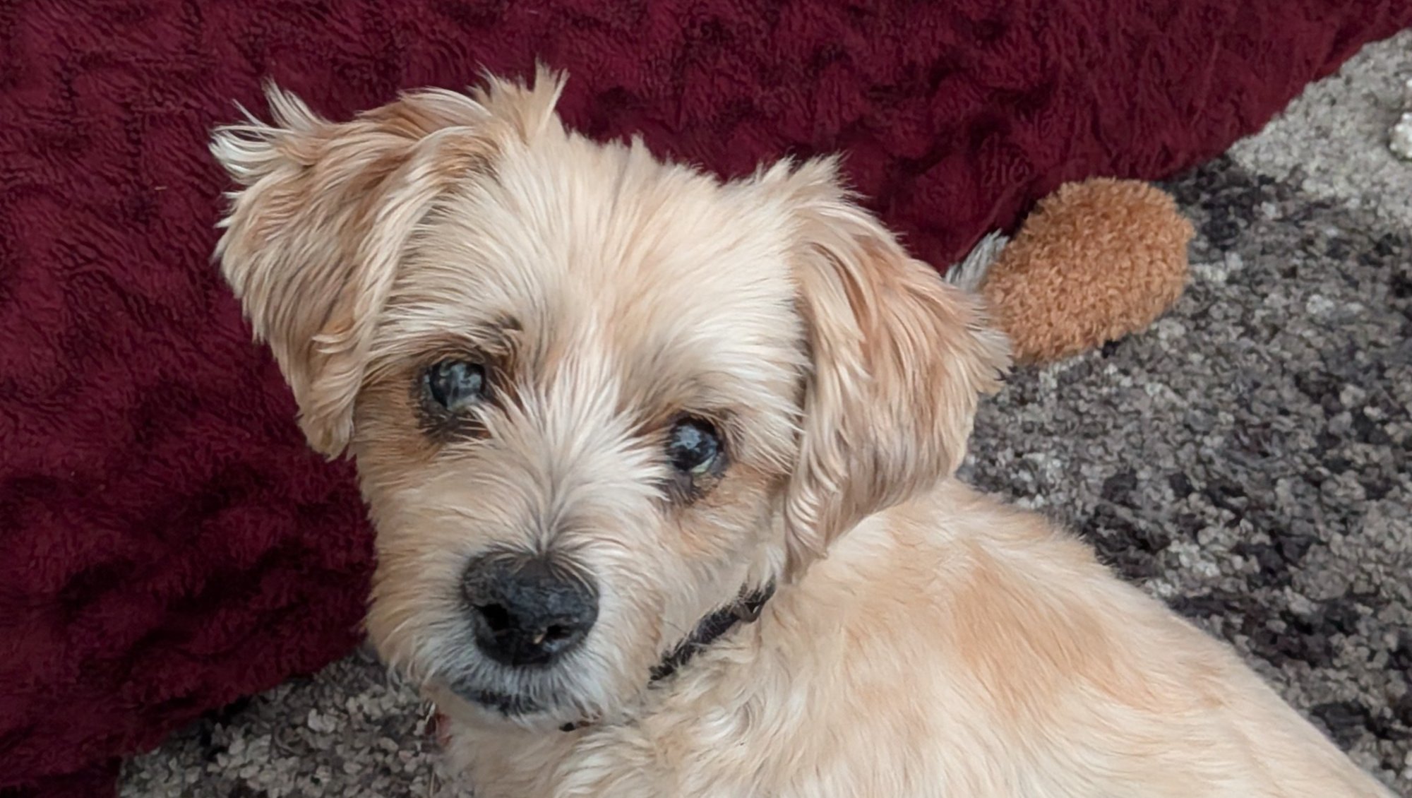 Help Emmett's ongoing medical journey.