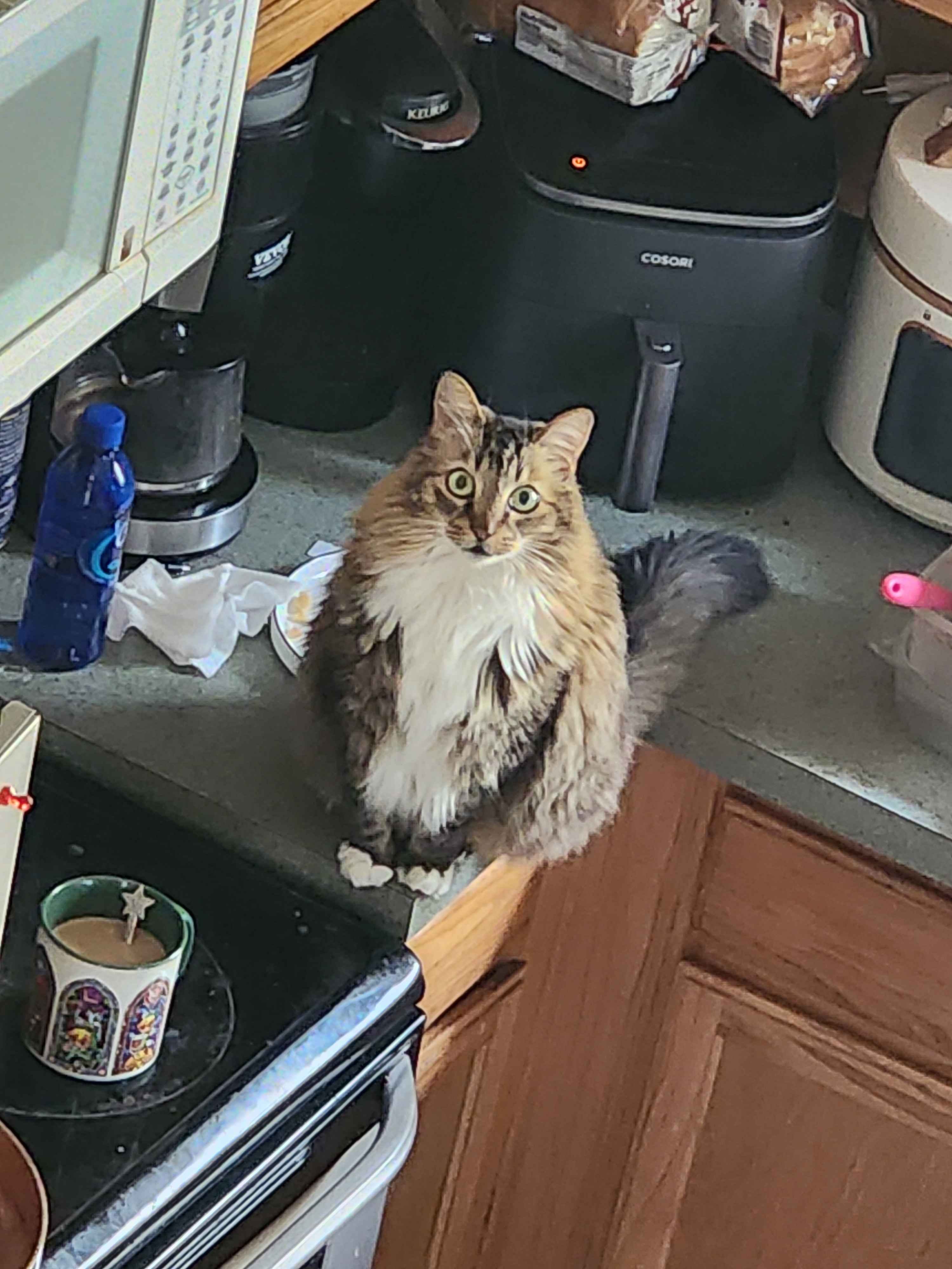 Help Mowglie Get Life-Saving Surgery campaign photo, 2 of 8