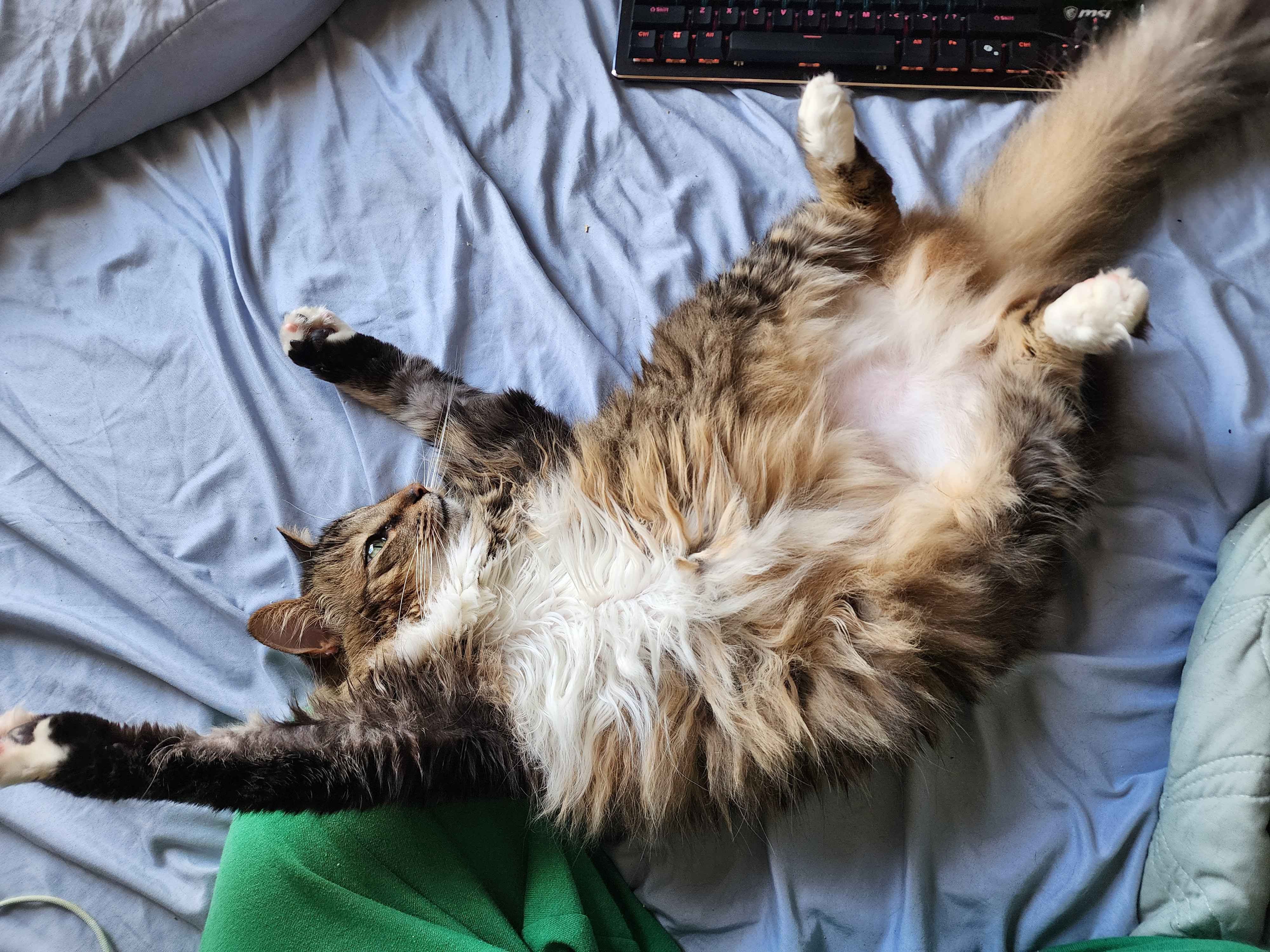 Help Mowglie Get Life-Saving Surgery campaign photo, 5 of 8