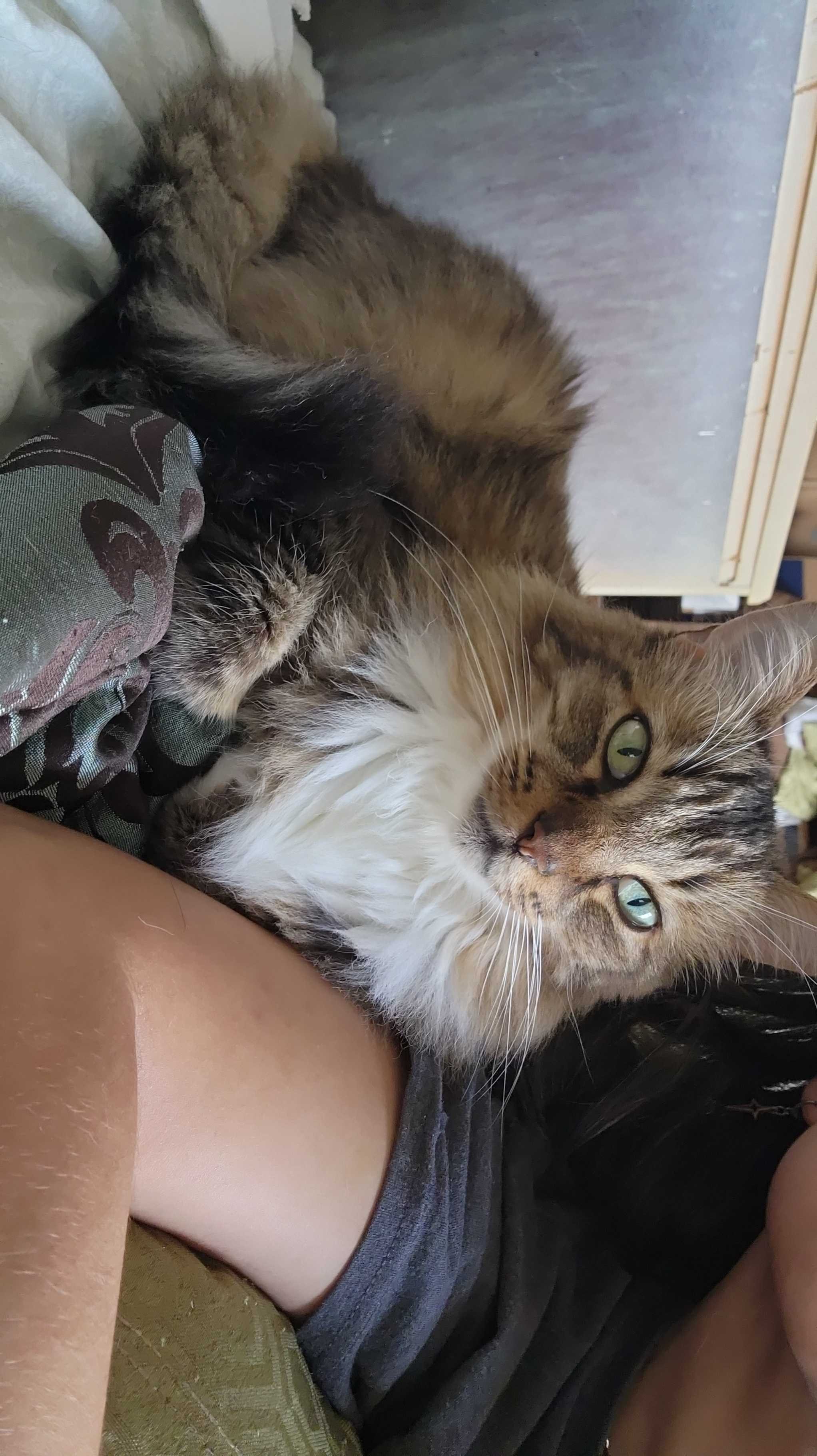 Help Mowglie Get Life-Saving Surgery campaign photo, 7 of 8