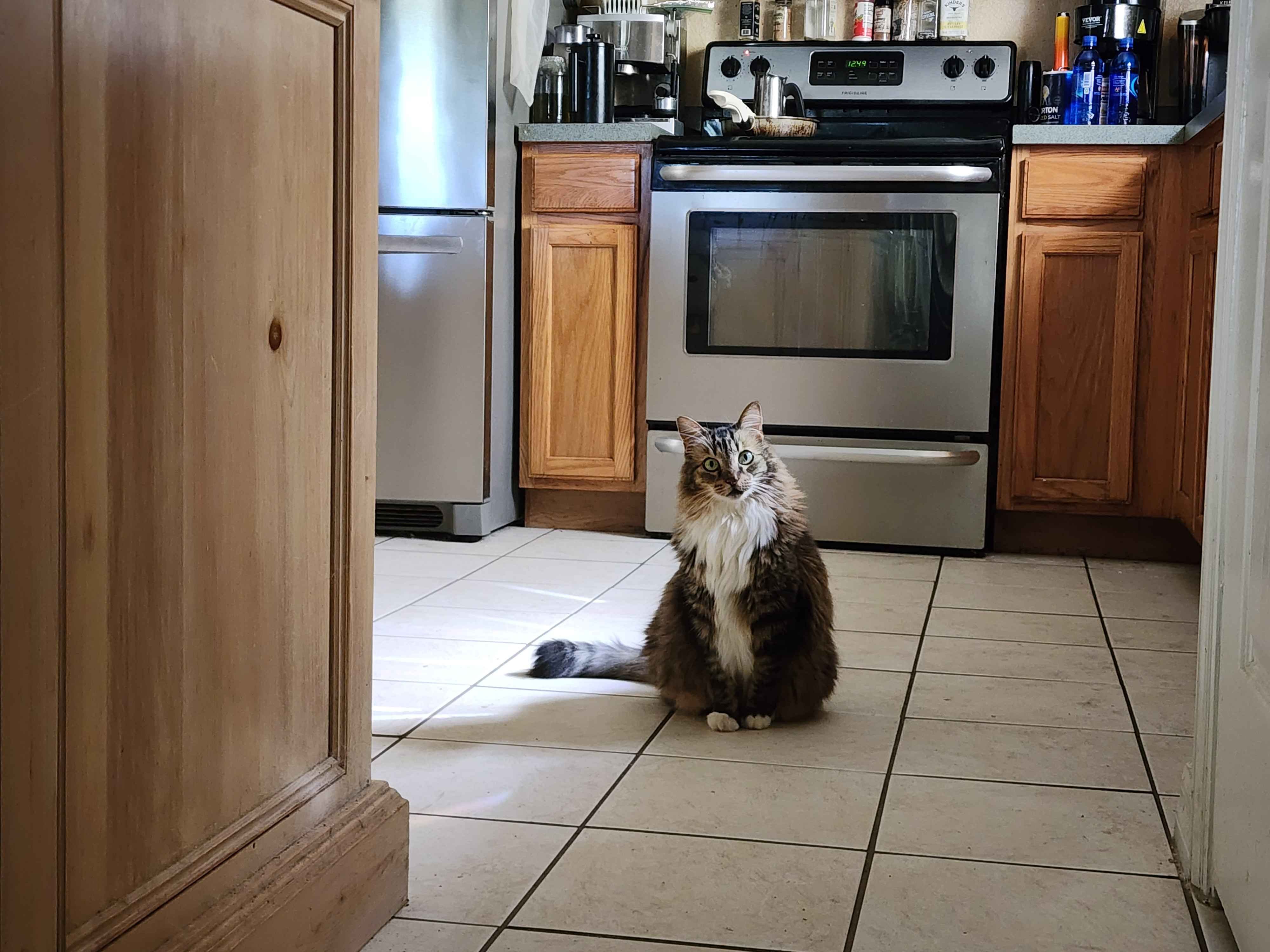 Help Mowglie Get Life-Saving Surgery campaign photo, 6 of 8