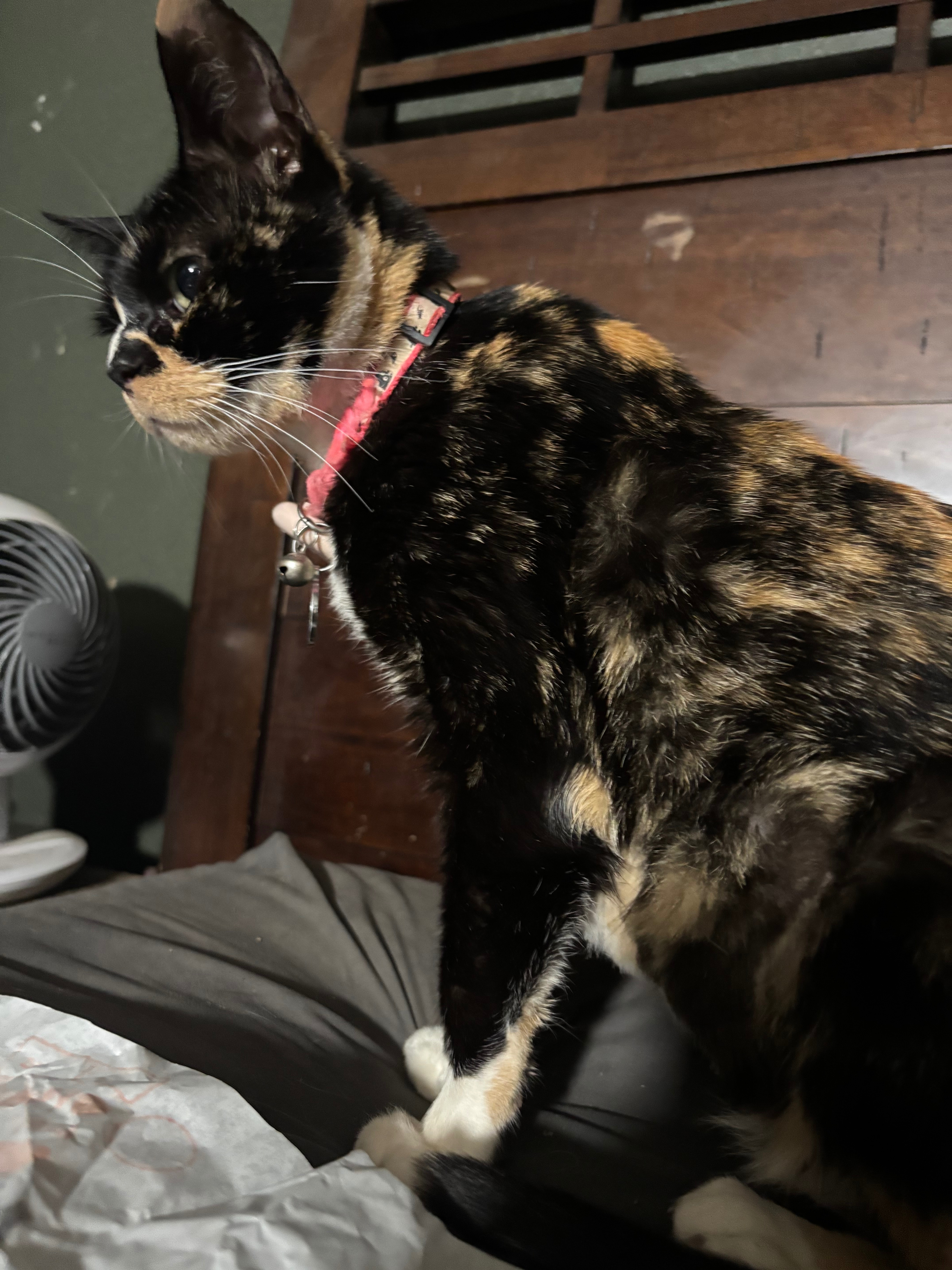 Help Save Smudge: Fighting FIP Together campaign photo, 2 of 4