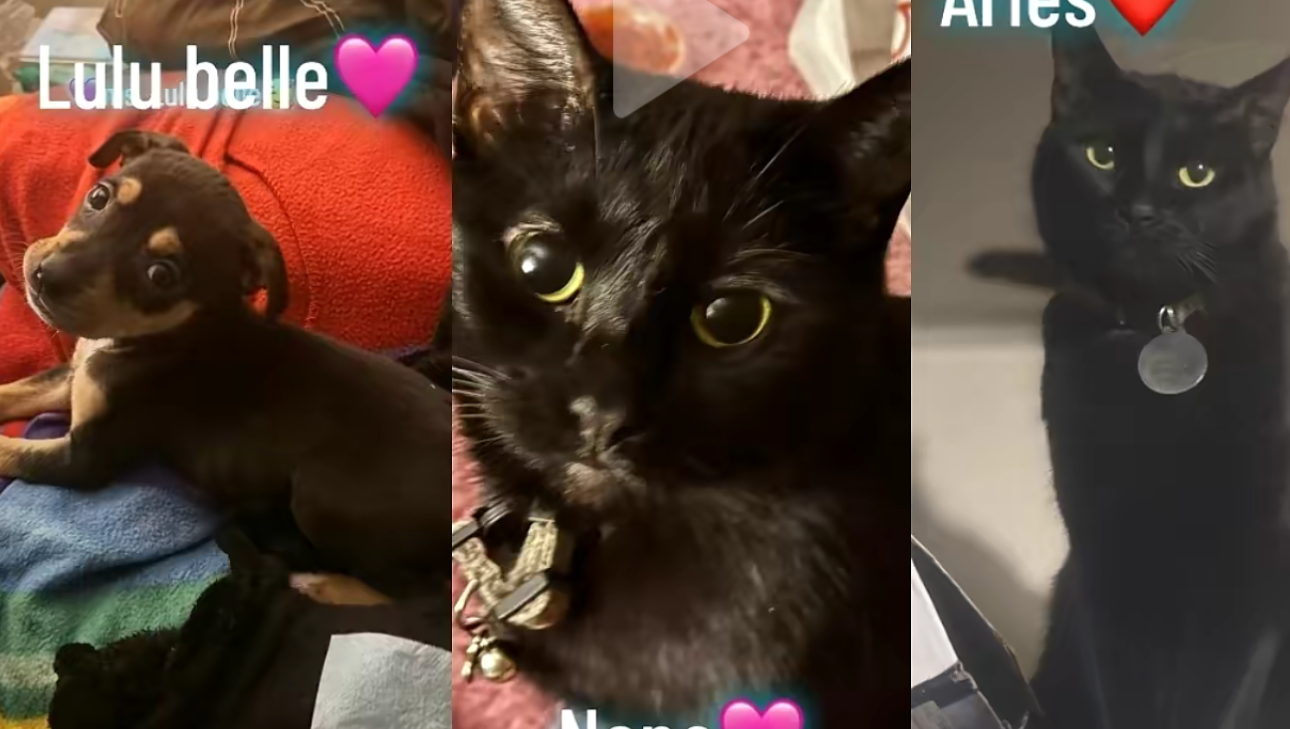Help Save My Home & Care for My Pets photo